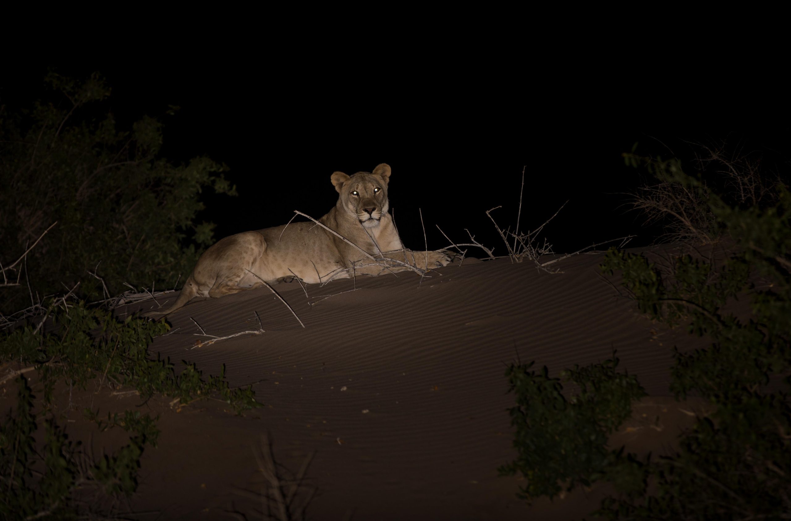 Desert lion in the Hoarusib valley near Puros Namibia