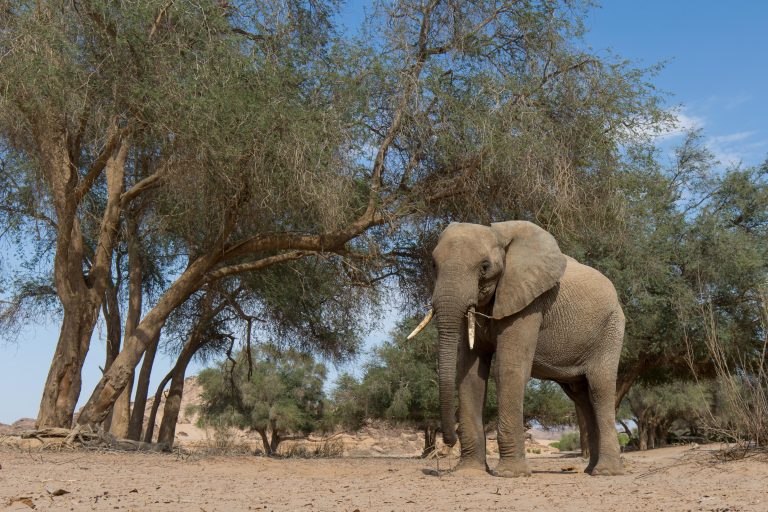 Hoanib riverbed in Damaraland, Namibia