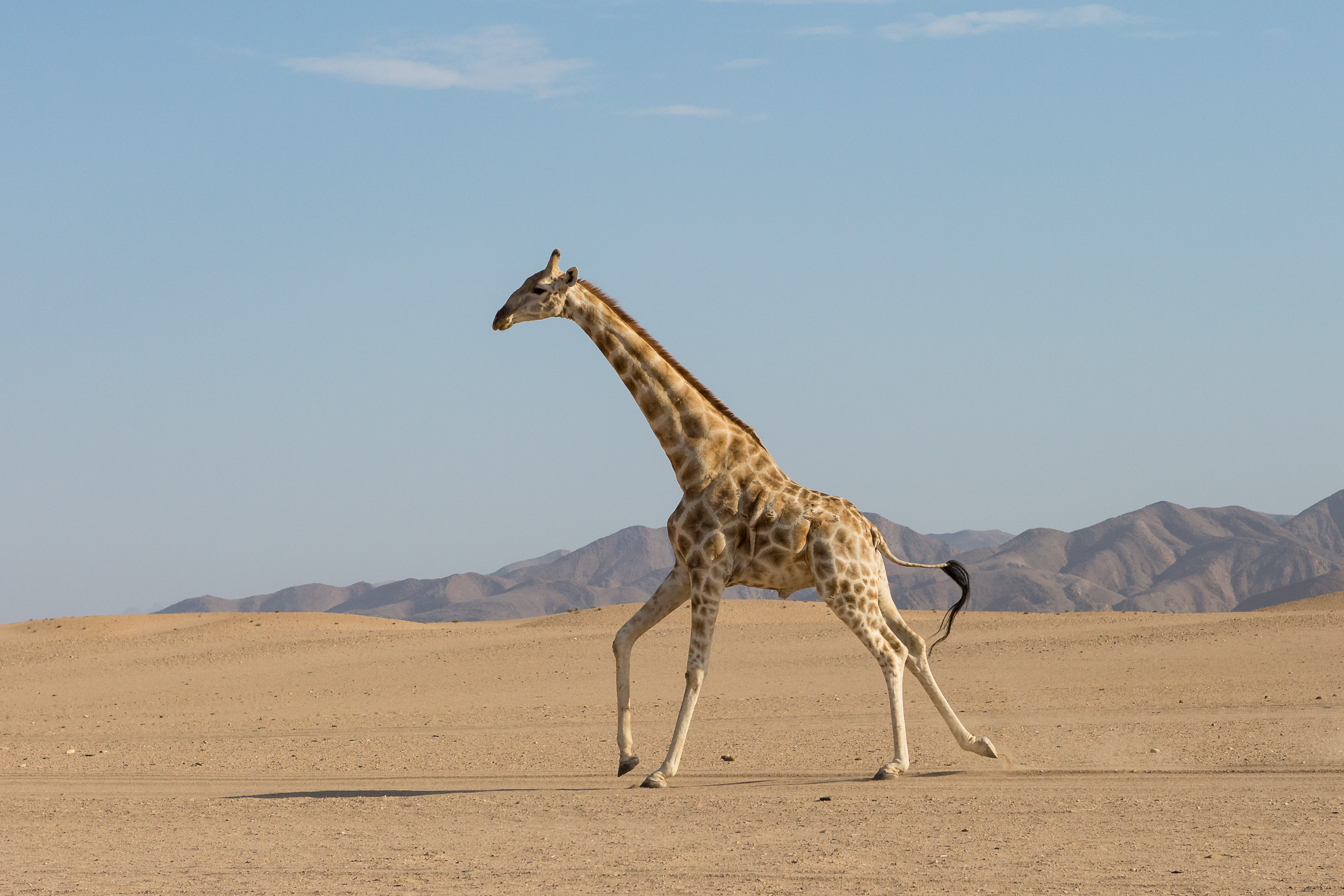 Mega, Namibia, Puros