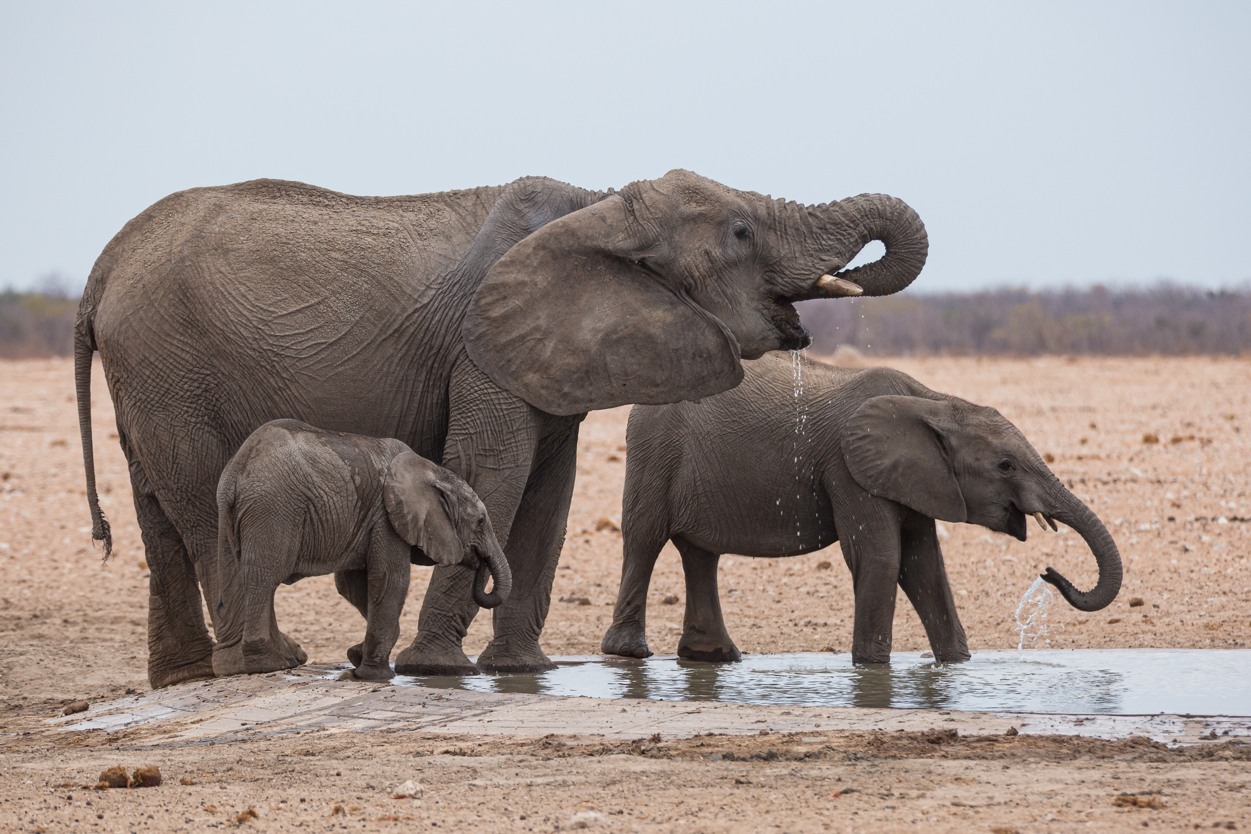 Etosha, Mega, Namibia