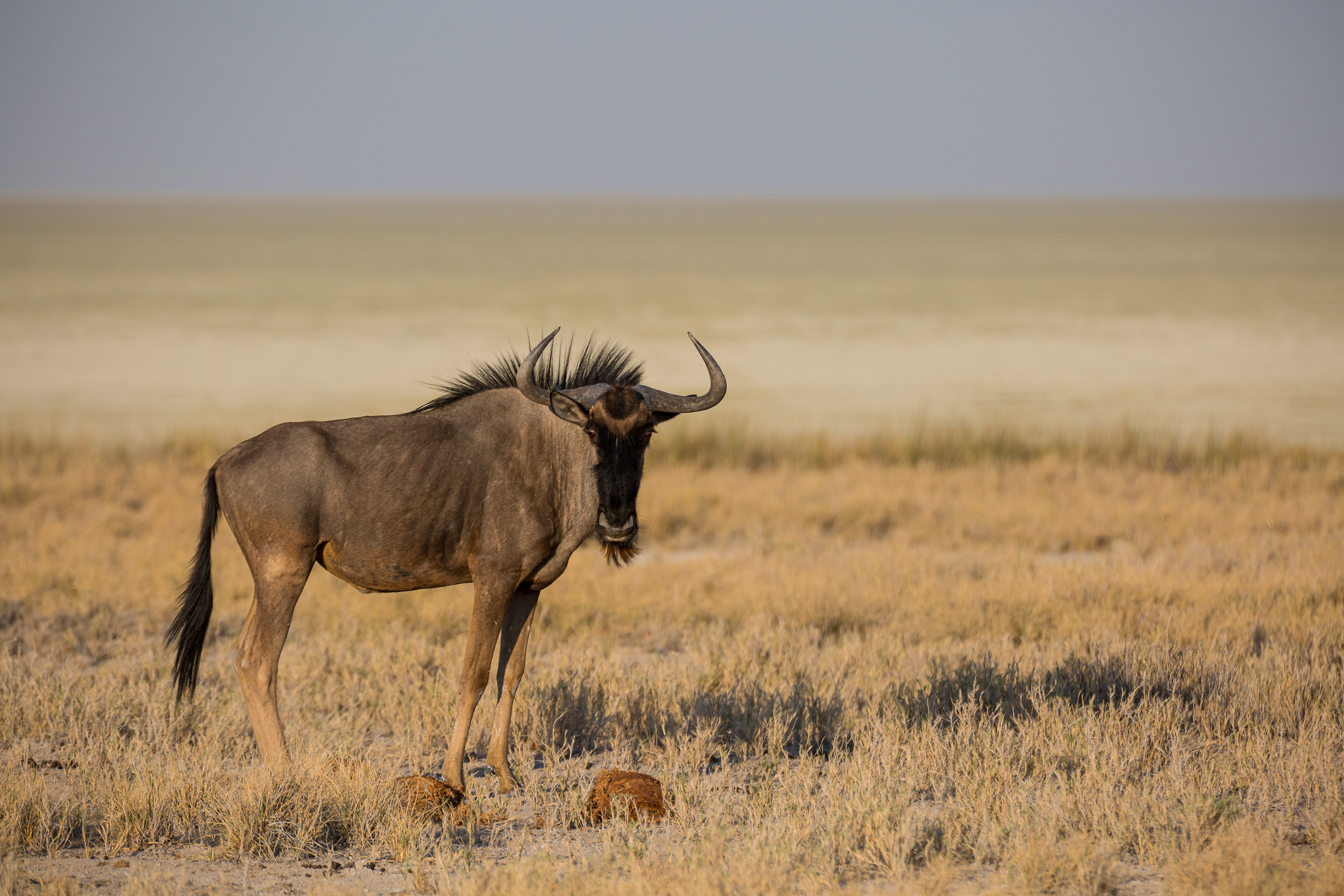 Etosha, Mega, Namibia
