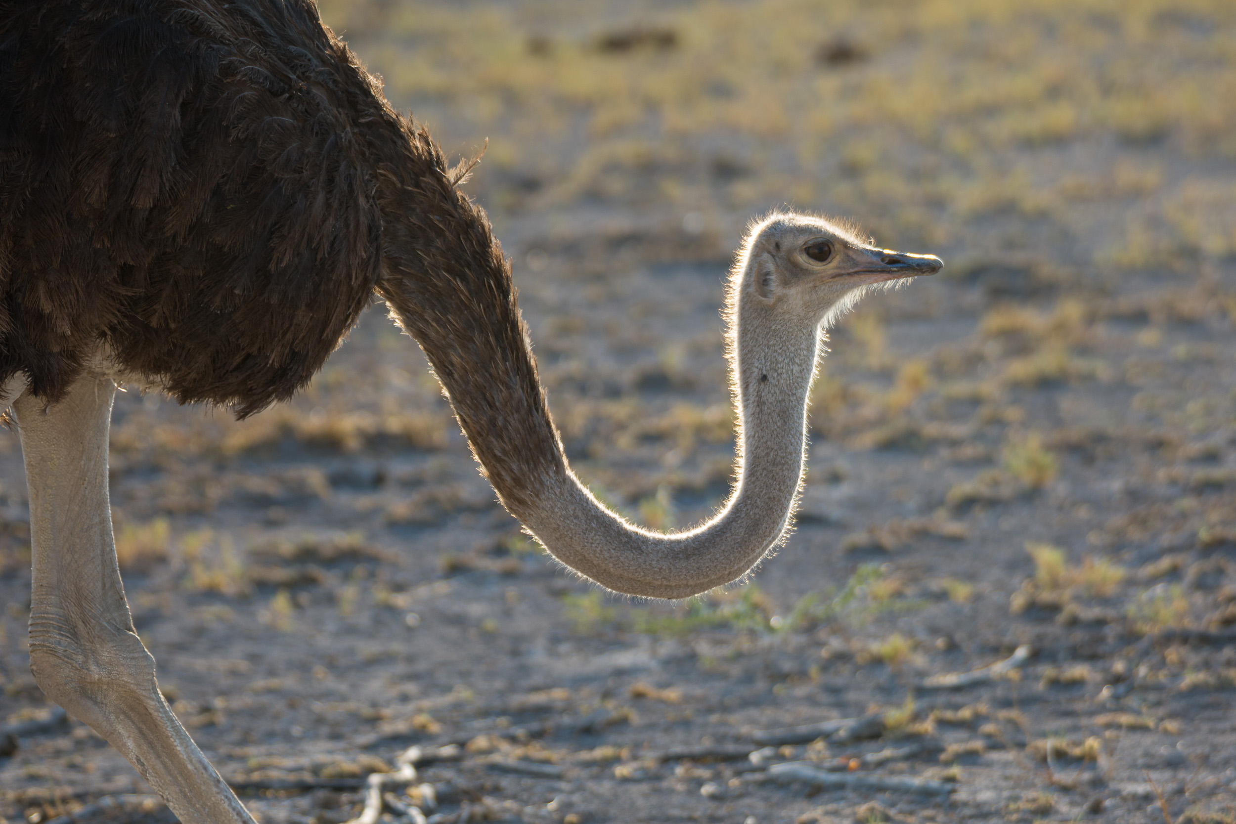 Etosha, Mega, Namibia