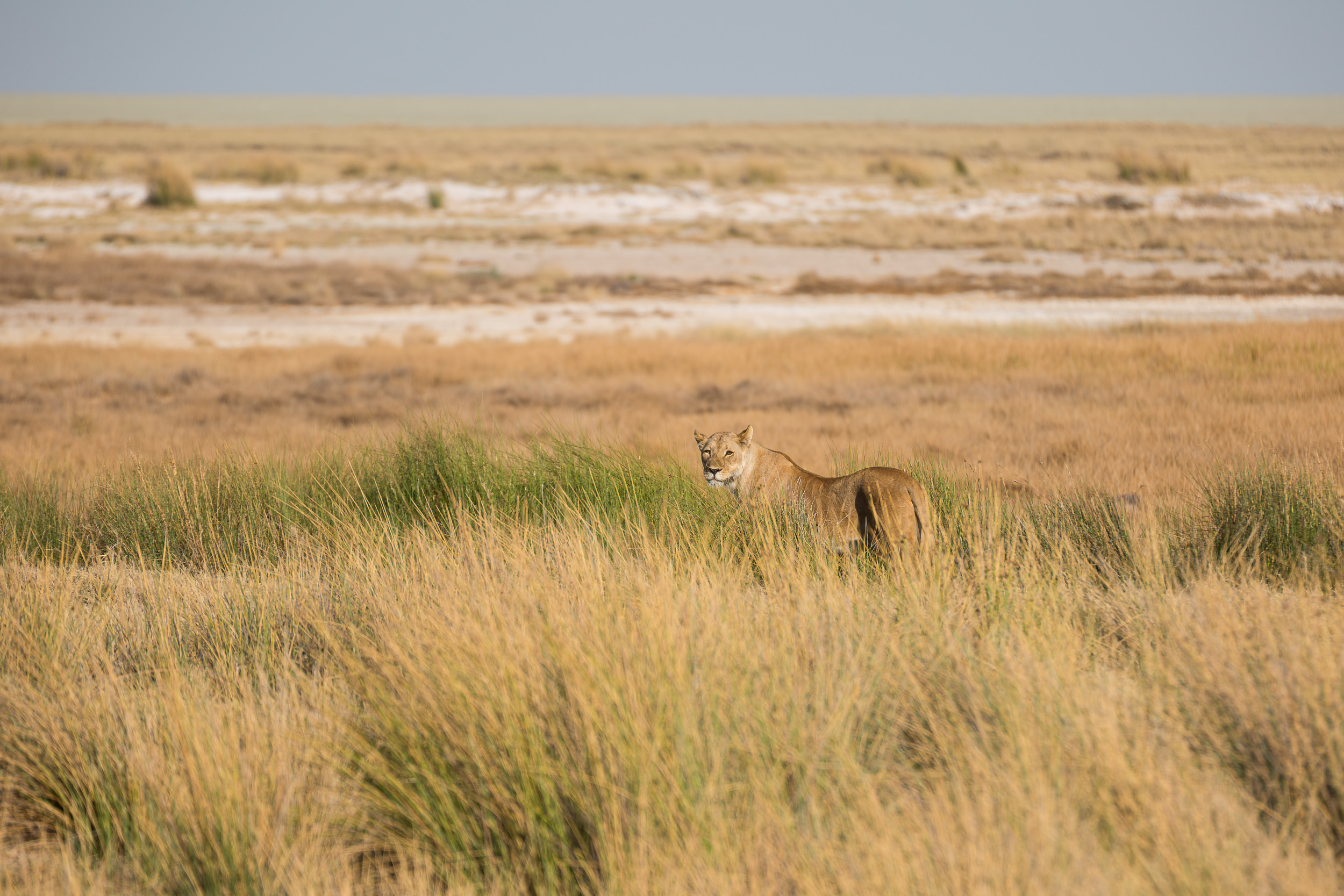 Etosha, Mega, Namibia