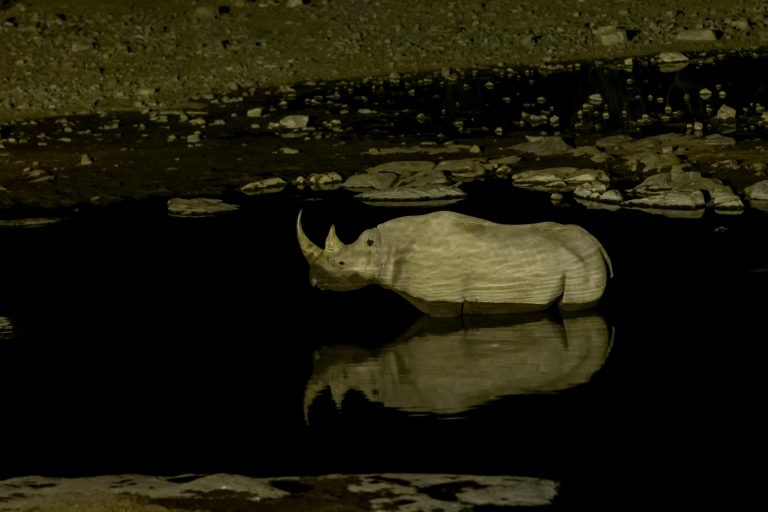 Black Rhino in Etosha, Namibia