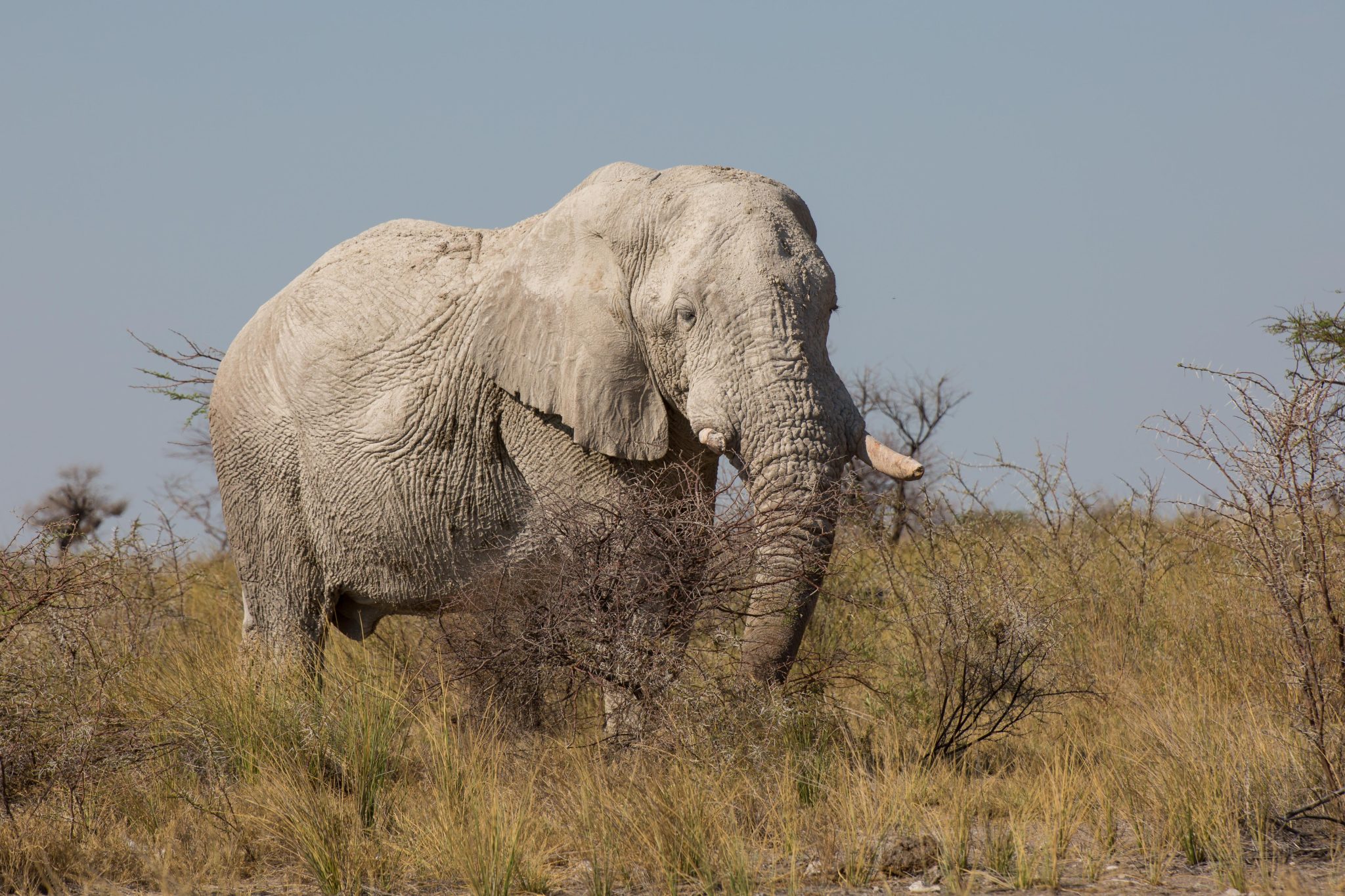 A so-called ghost elephant in Etosha National Park
