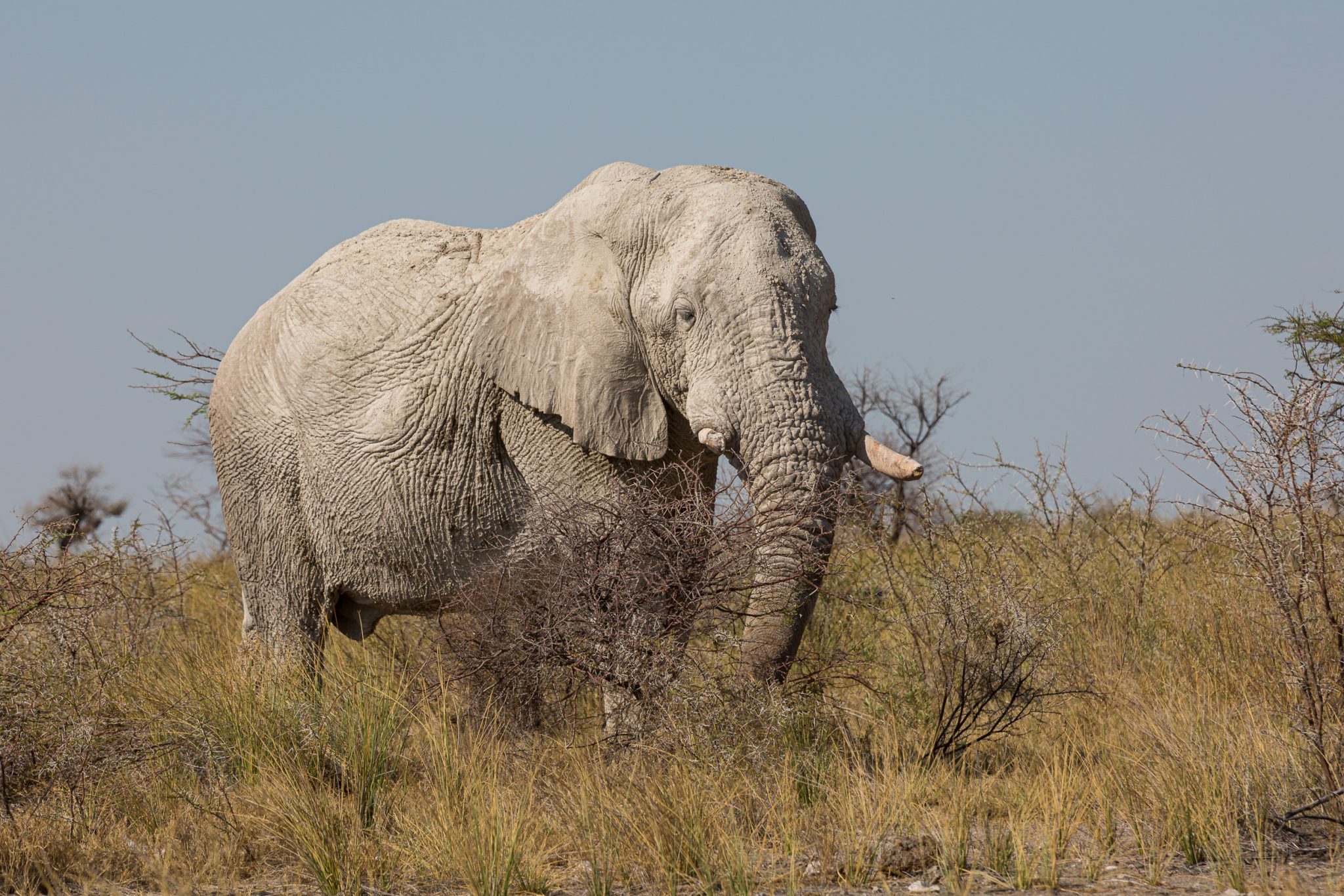 Etosha, Mega, Namibia