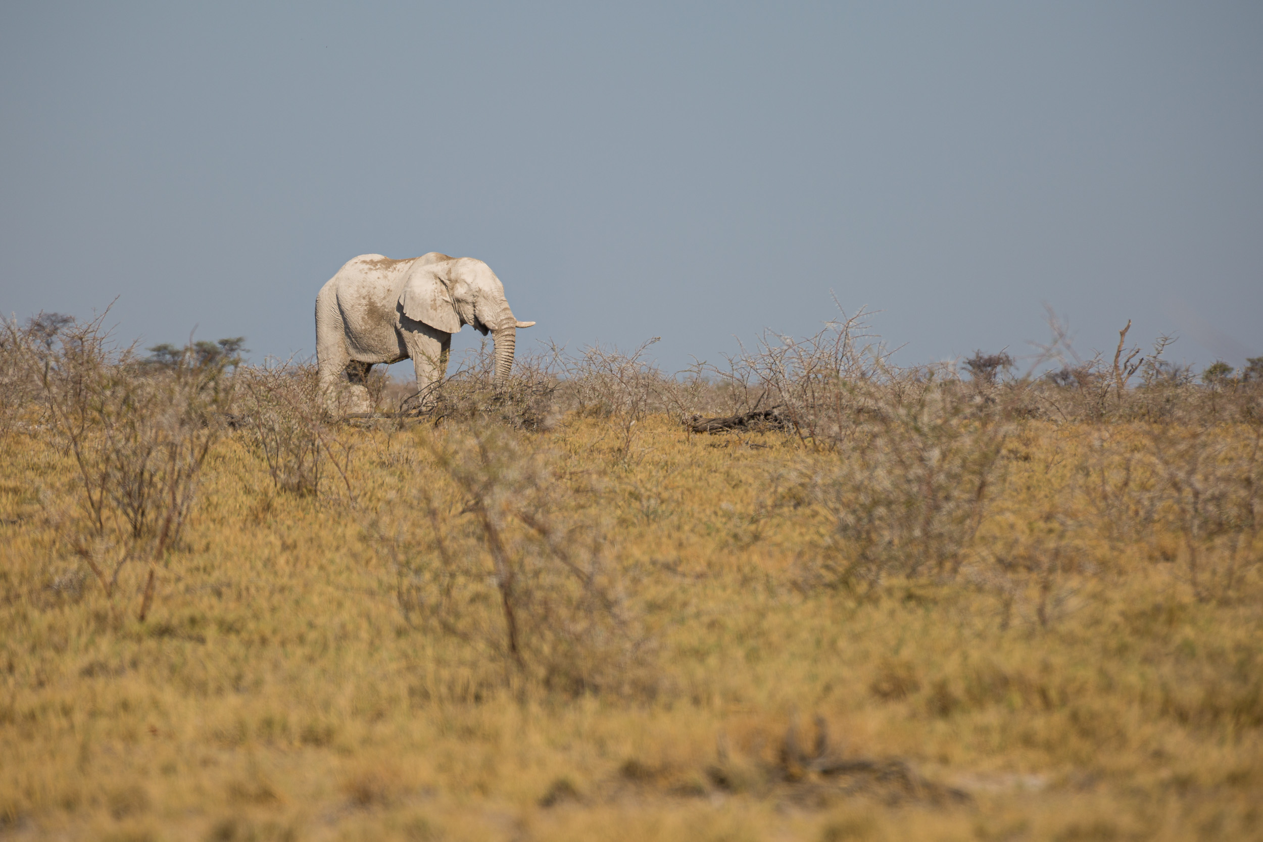 Etosha, Mega, Namibia