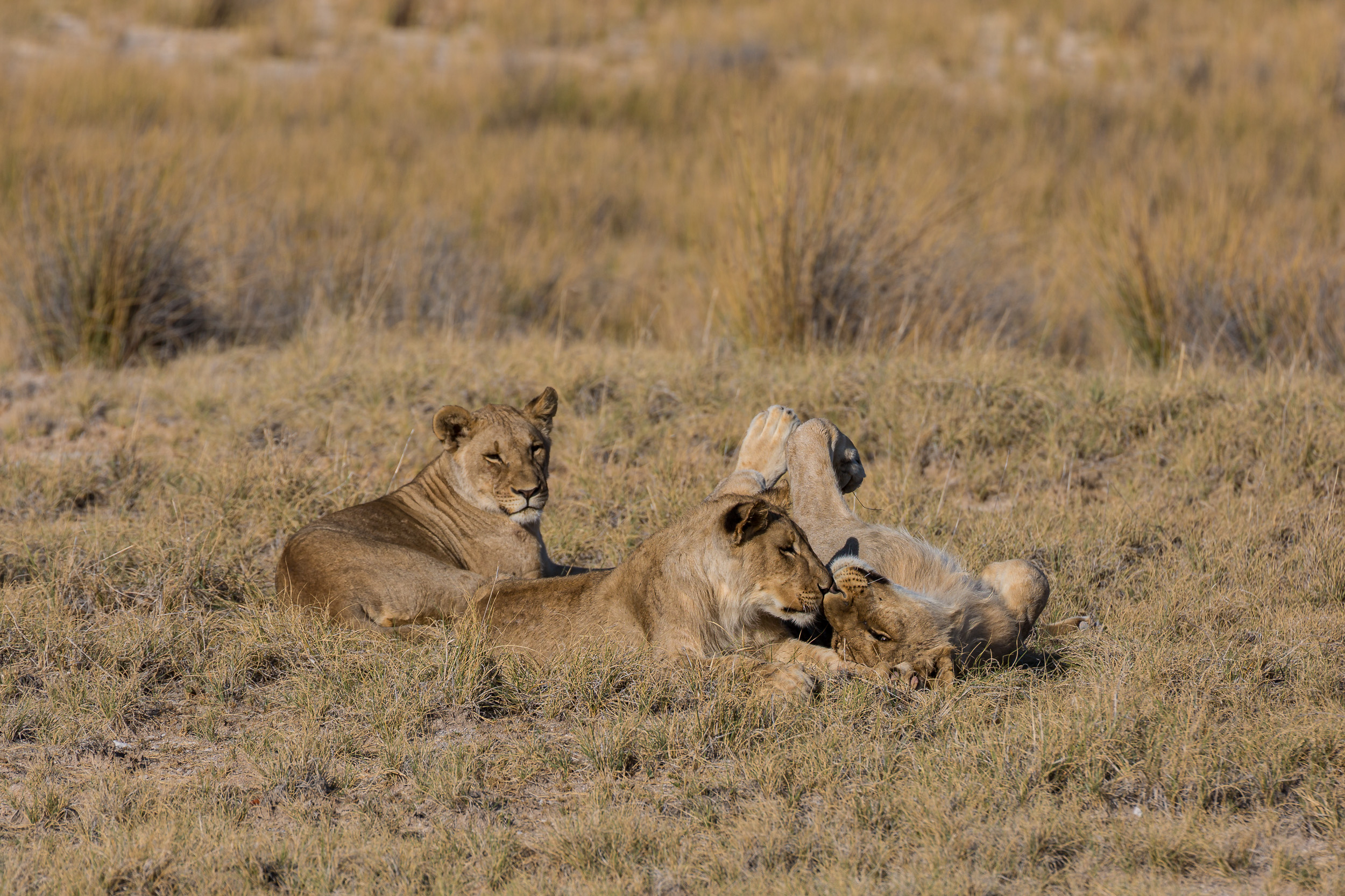 Etosha, Mega, Namibia