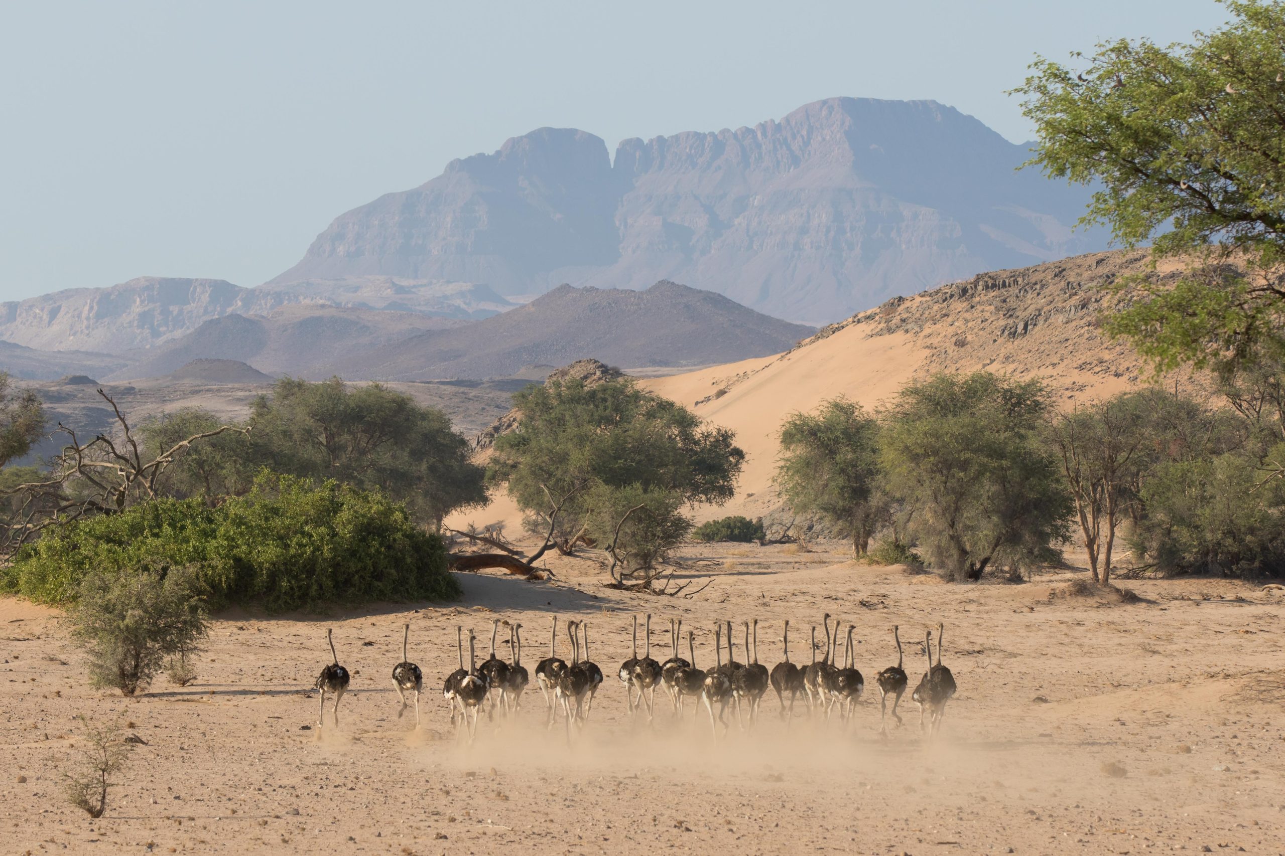 Dry Aba Huab river valley landscape in Damaraland, northwestern Namibia