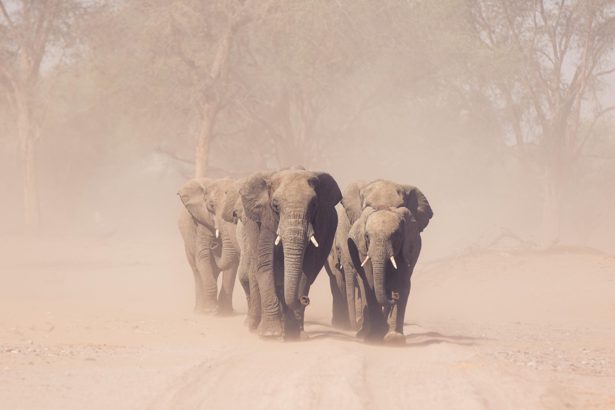 Elephants in the Namib Desert - Namibia