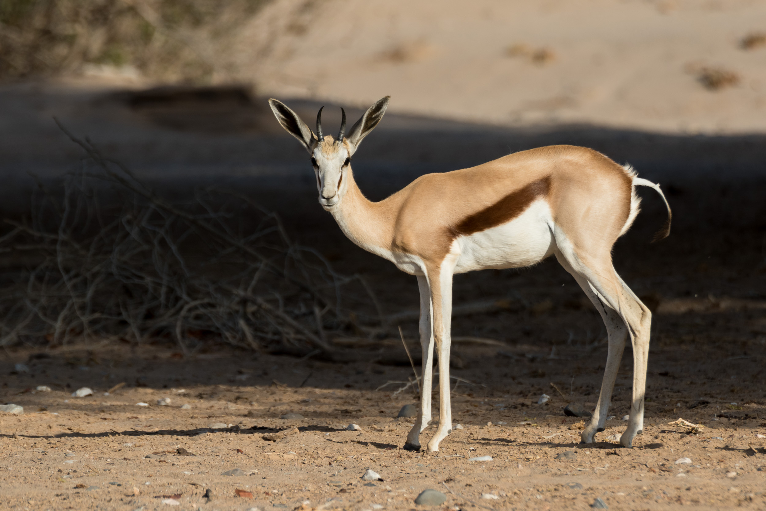Hoanib, Mega, Namibia