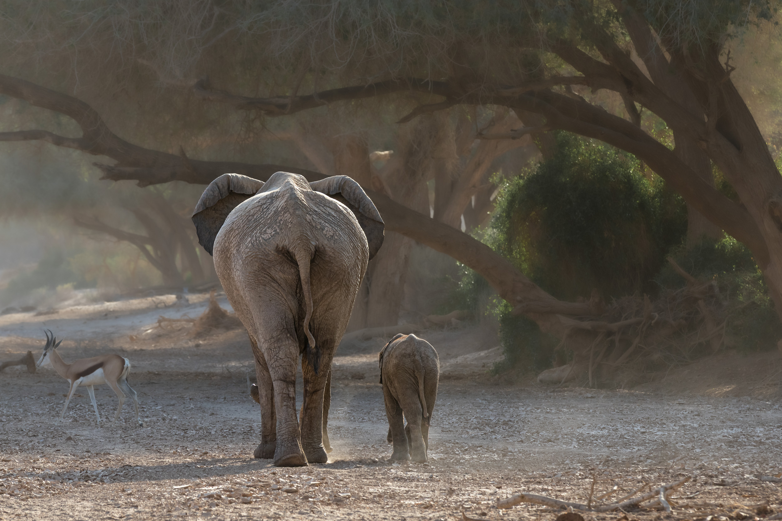 Hoanib, Mega, Namibia