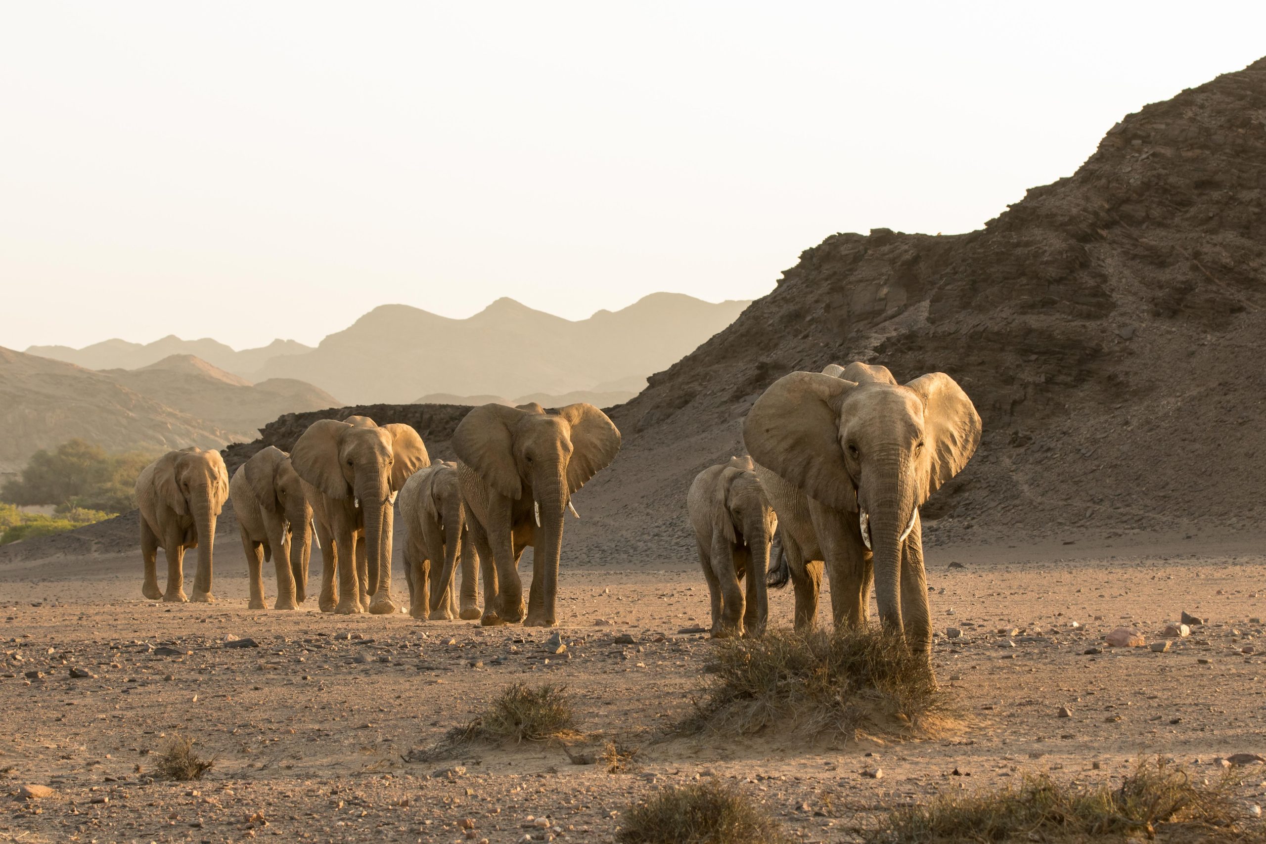 Desert-adapted elephants walking through the Hoanib riverbed in Kaokoland, Namibia