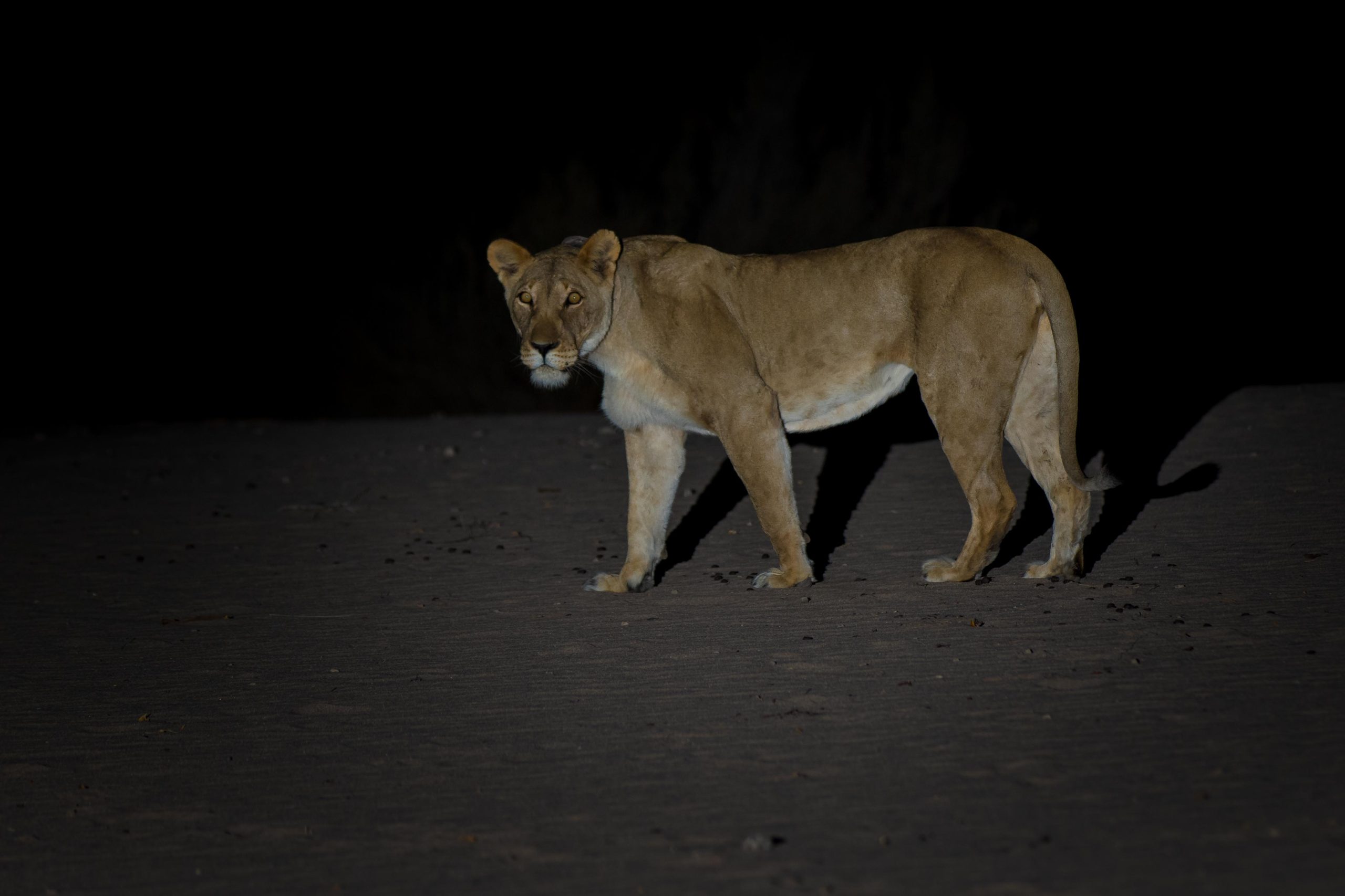 Hoanib, Mega, Namibia