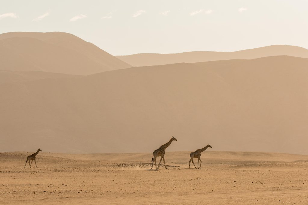 Mega, Namibia, Puros