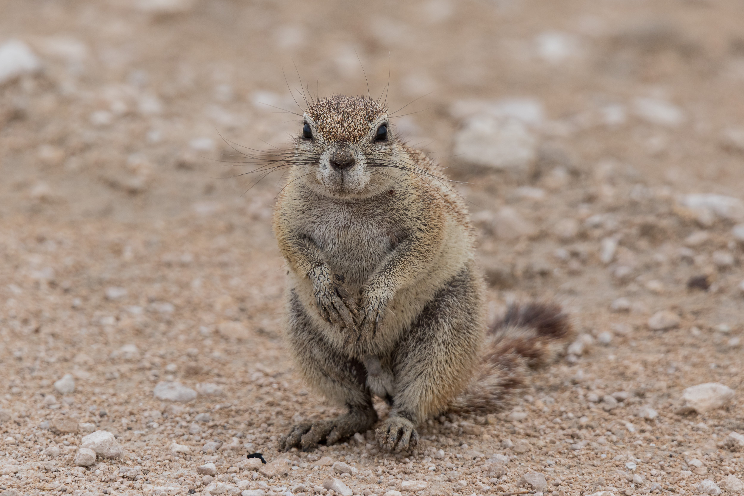 Etosha, Mega, Namibia
