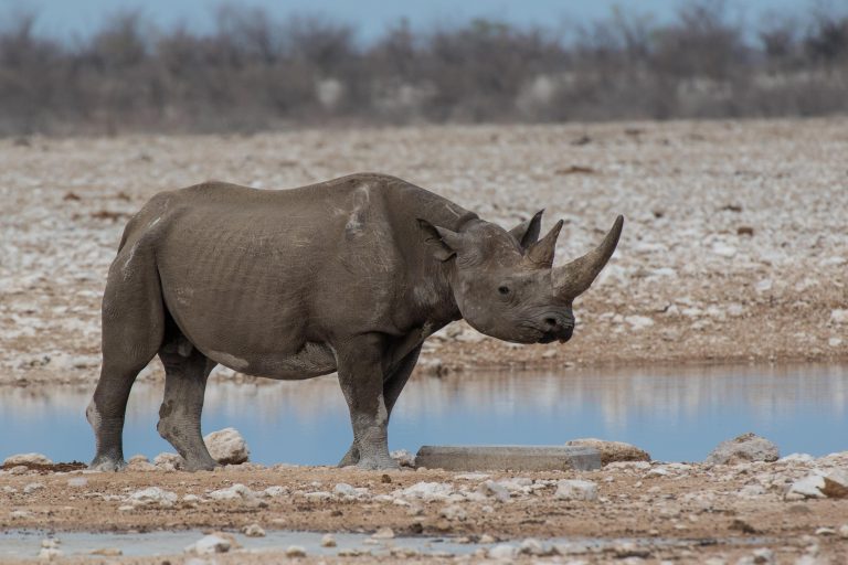 Black Rhino in Etosha, Namibia
