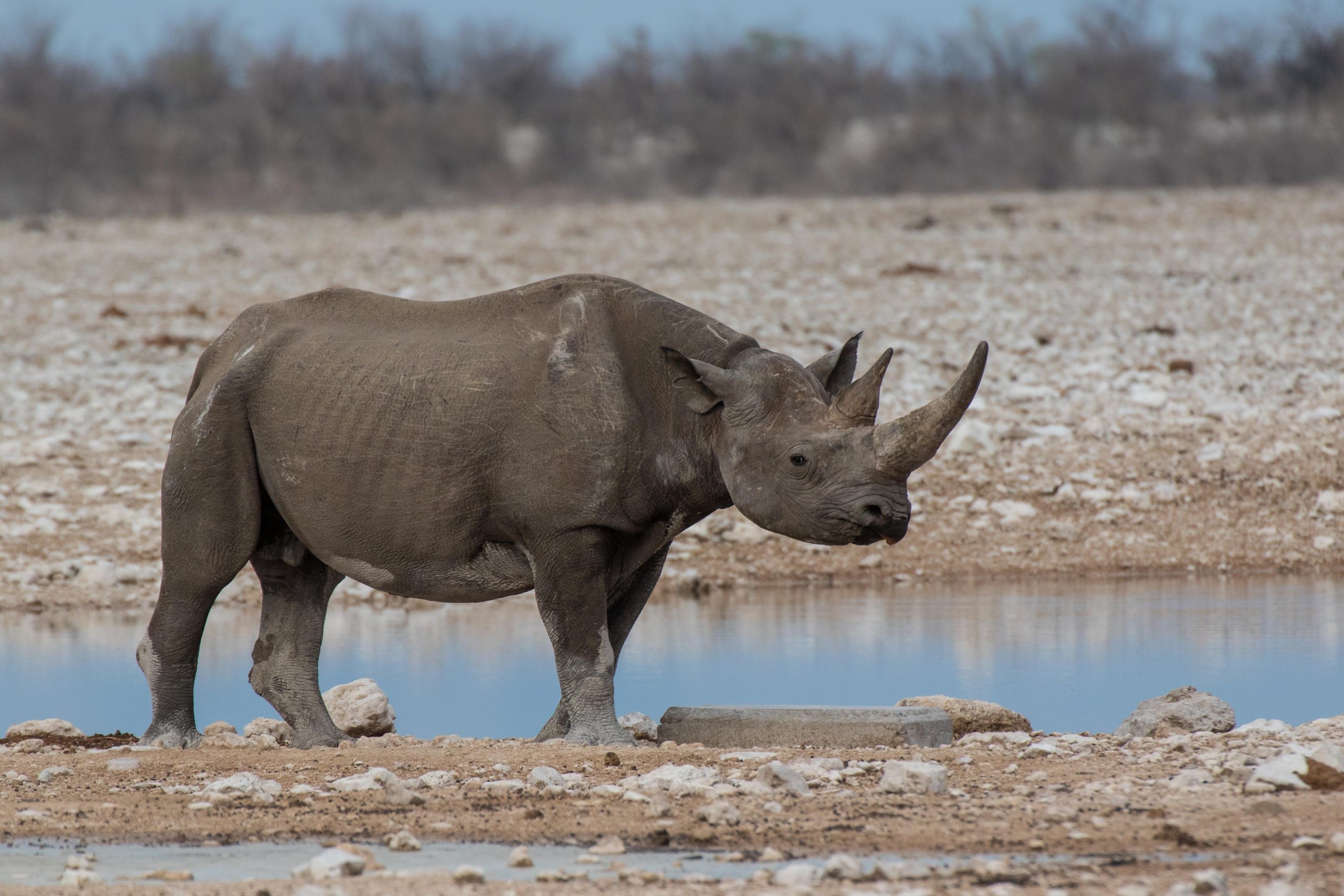Black Rhino in Etosha, Namibia