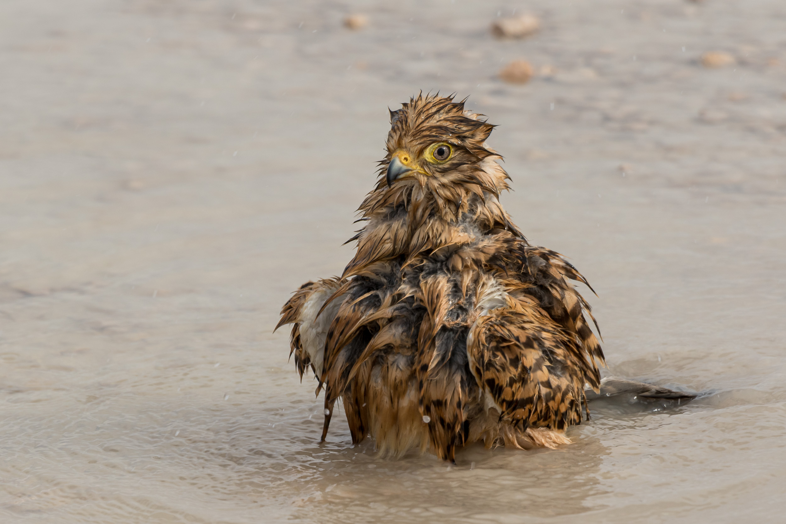 Etosha, Mega, Namibia