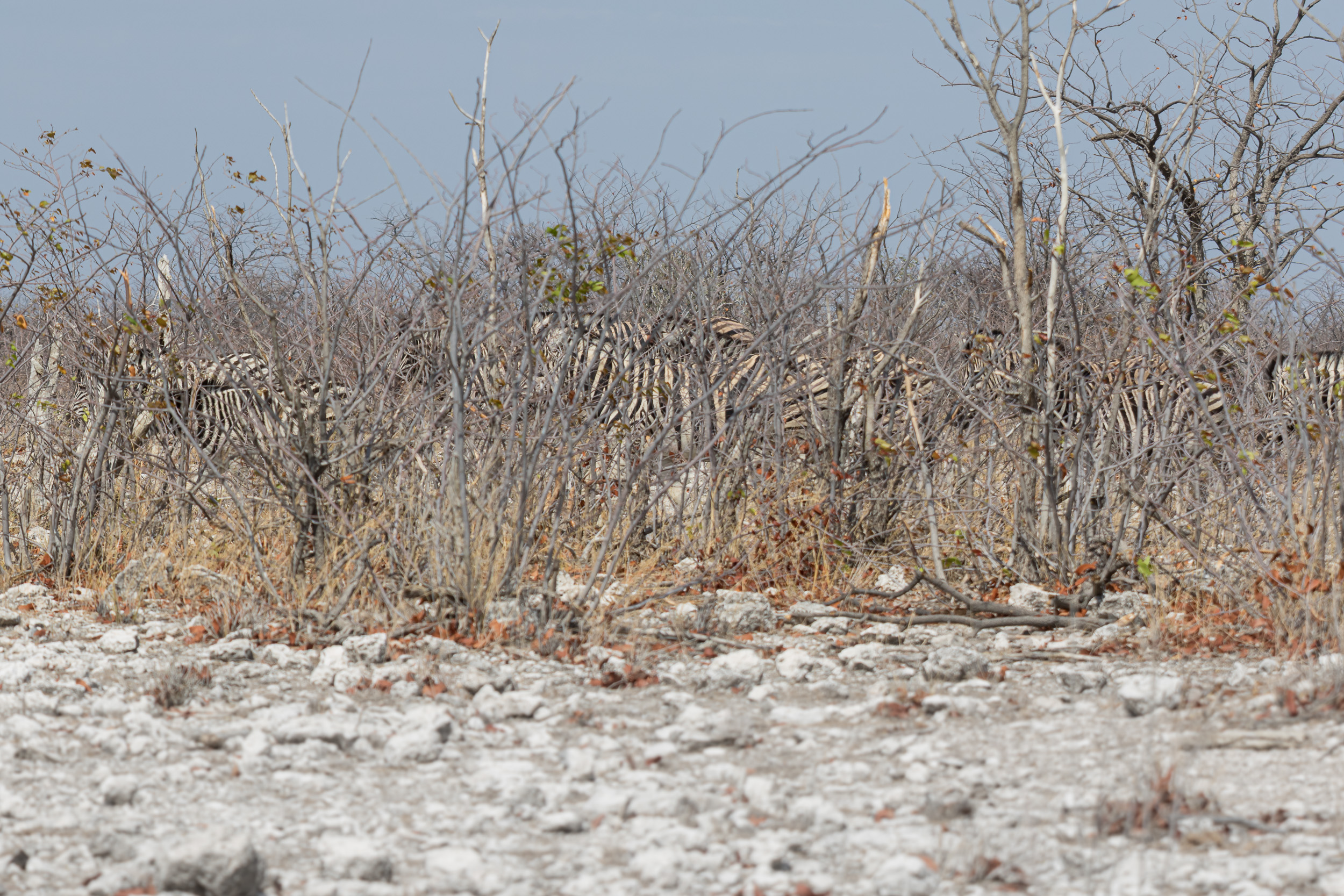 Etosha, Mega, Namibia