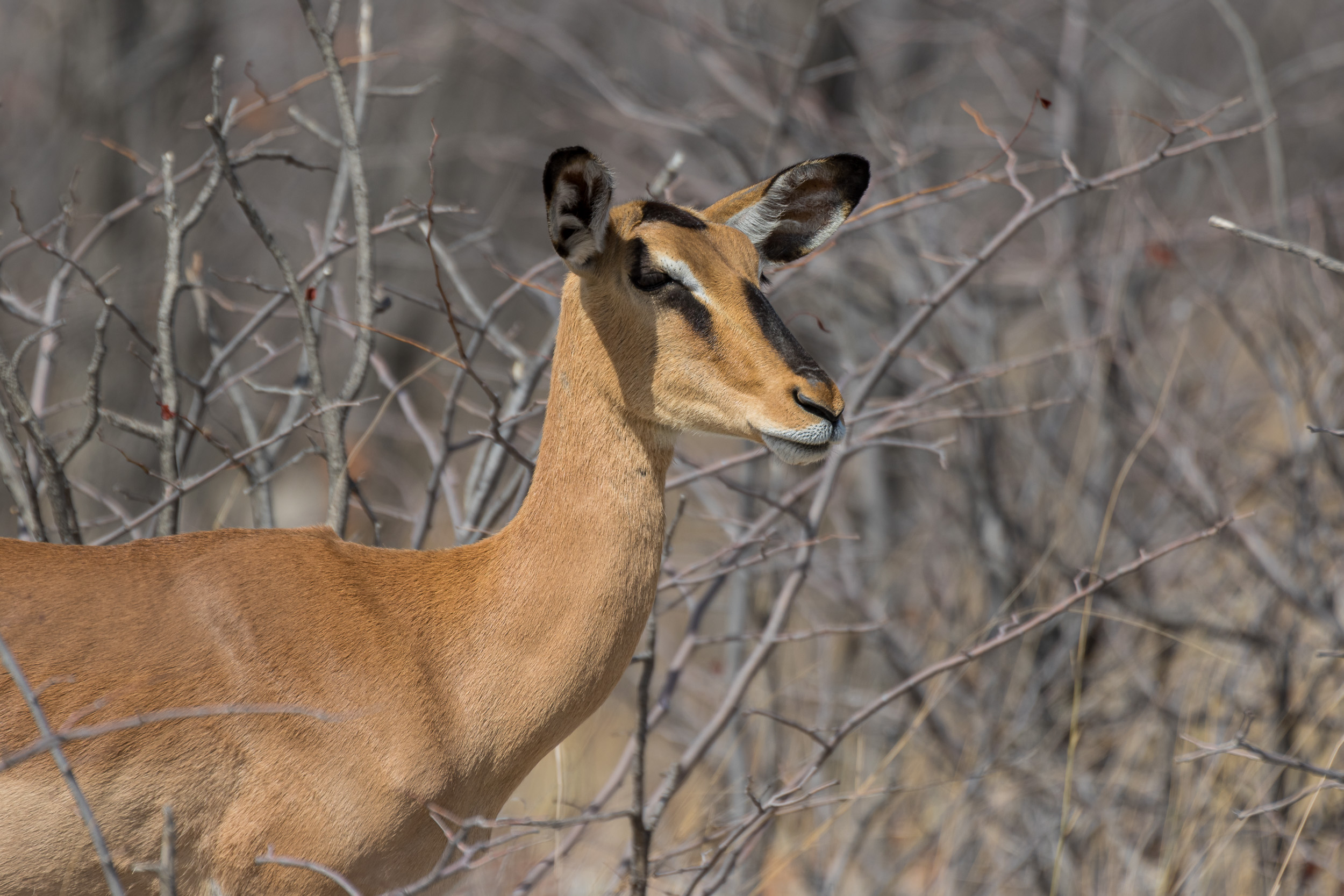 Etosha, Mega, Namibia