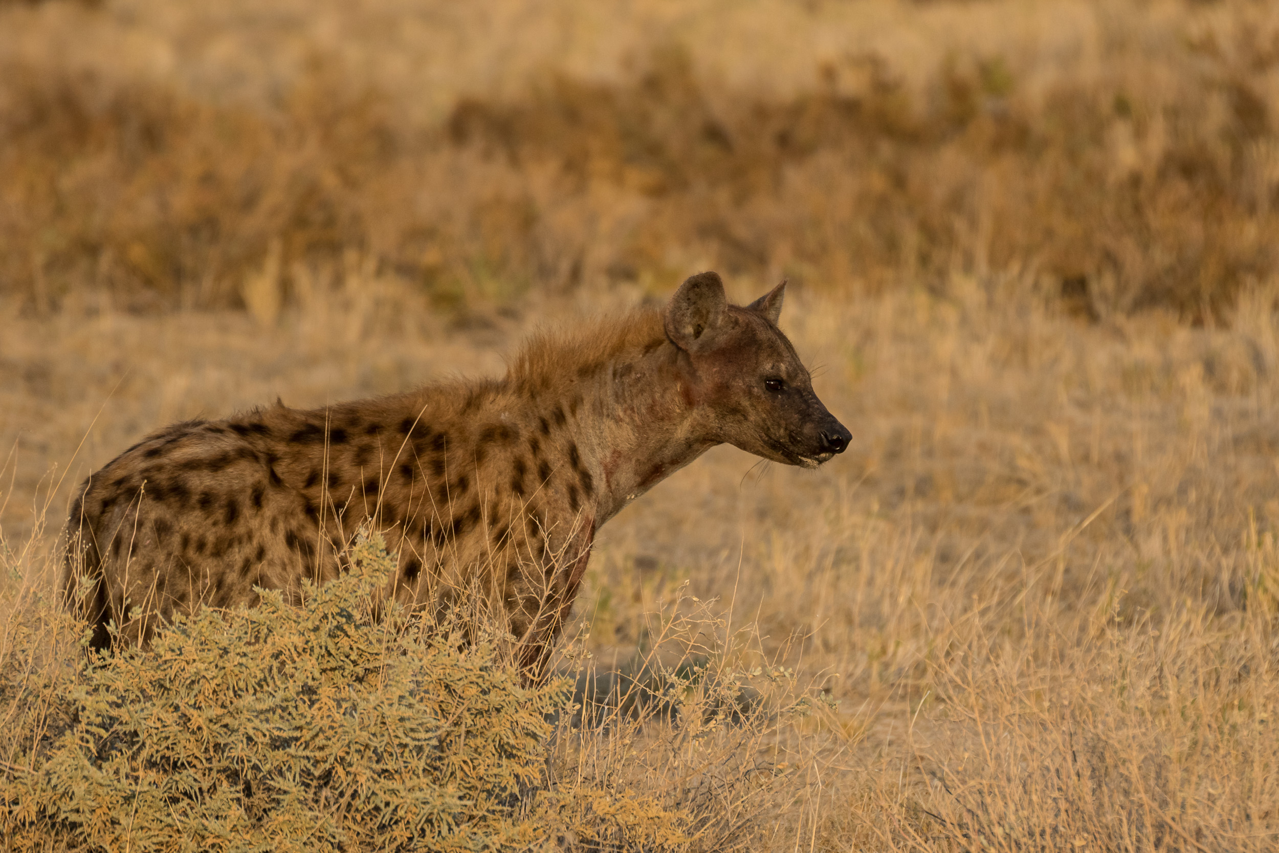 Etosha, Mega, Namibia