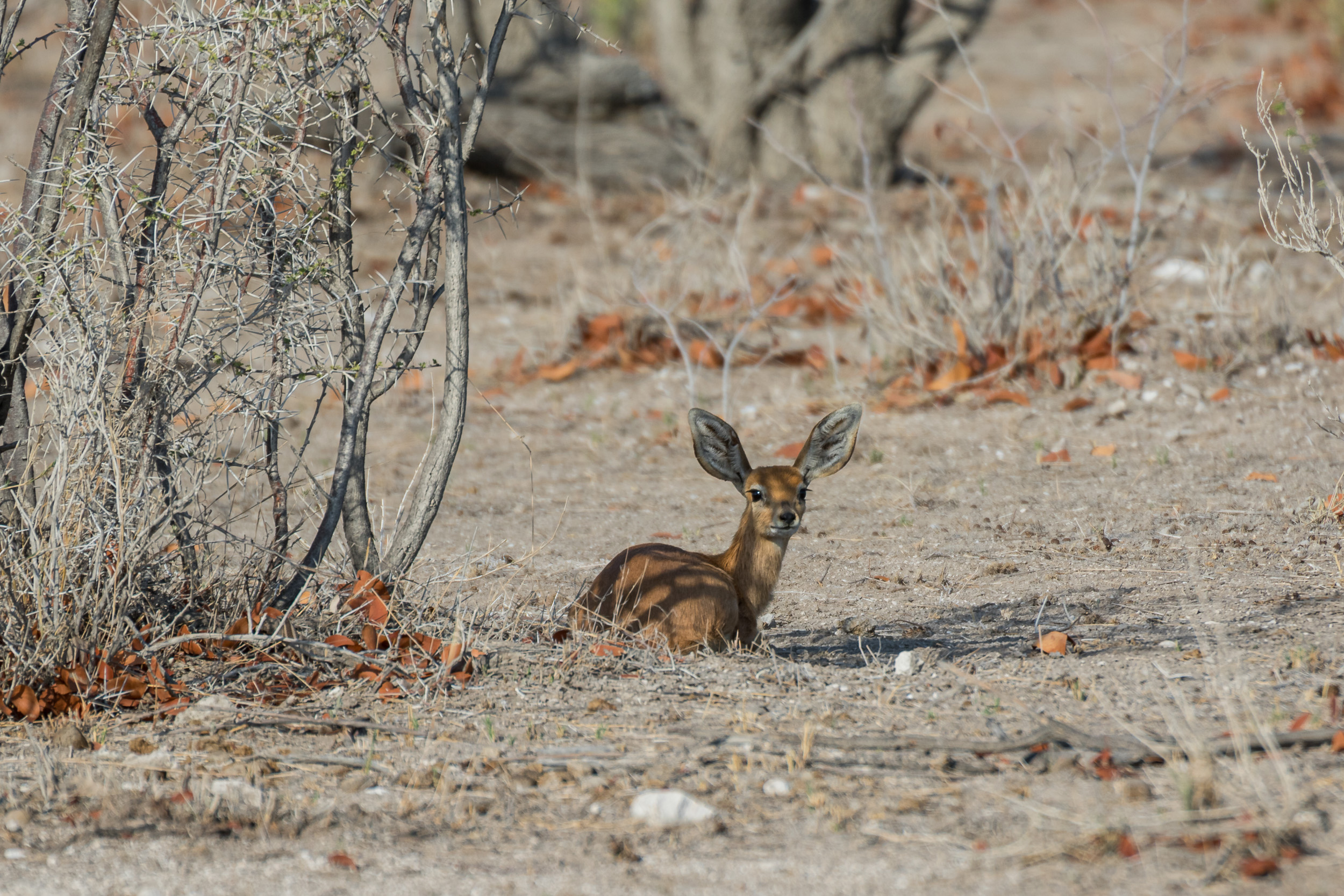 Etosha, Mega, Namibia