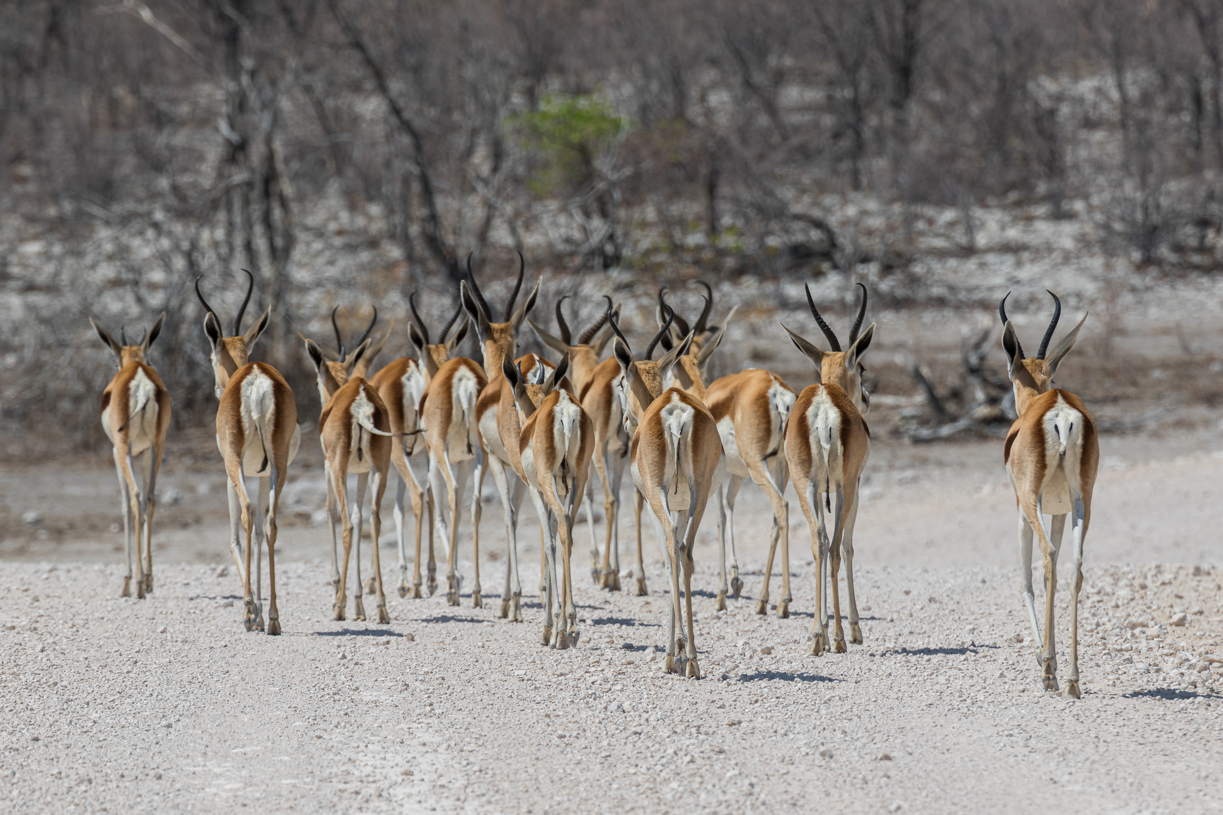 Etosha, Mega, Namibia