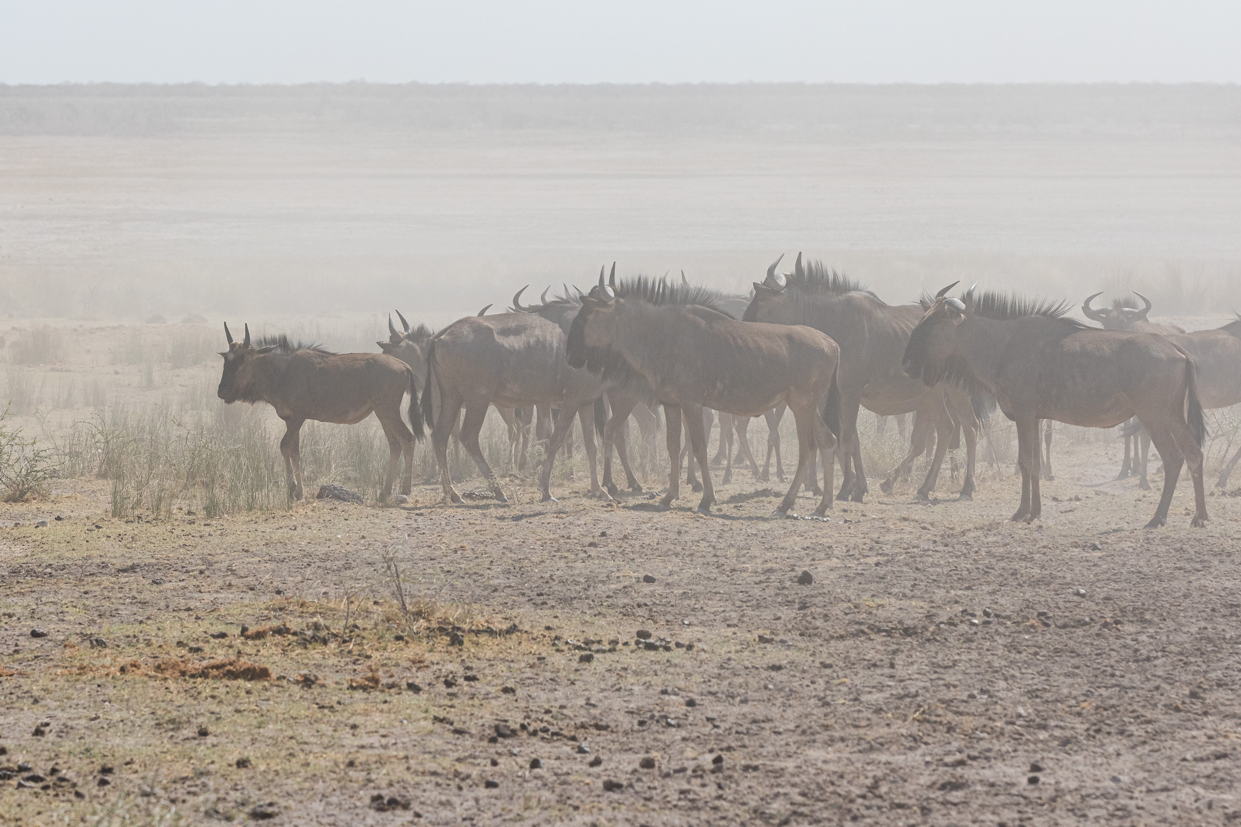Etosha, Mega, Namibia