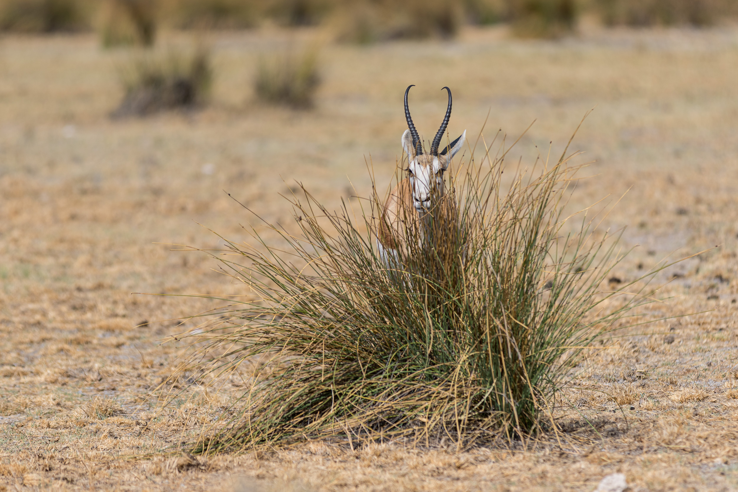 Etosha, Mega, Namibia