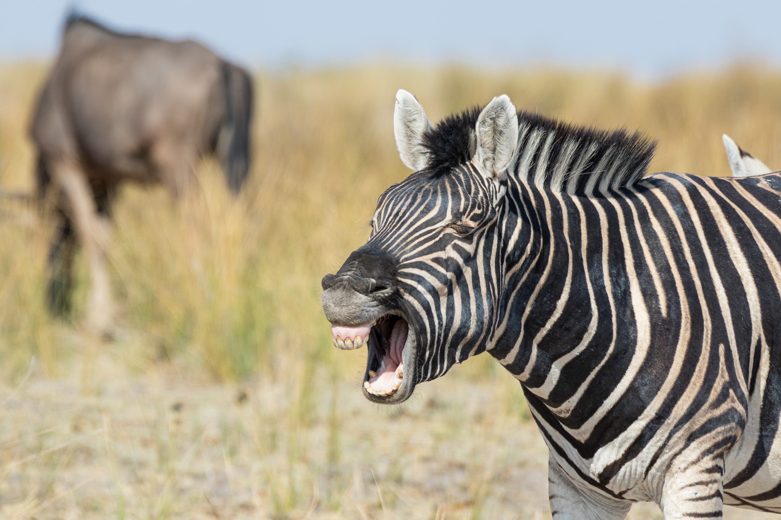 Etosha, Mega, Namibia, Zebra