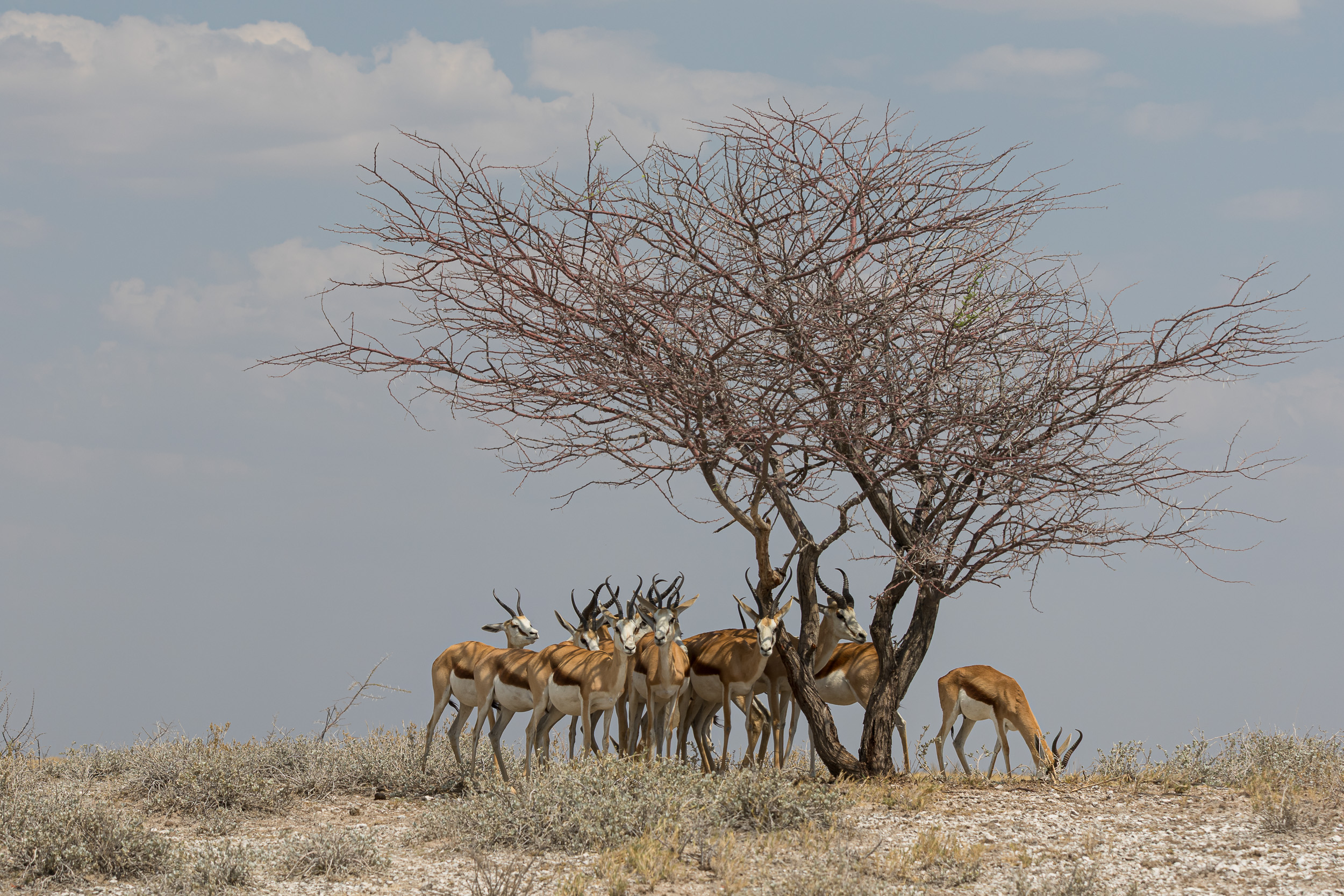 Etosha, Mega, Namibia