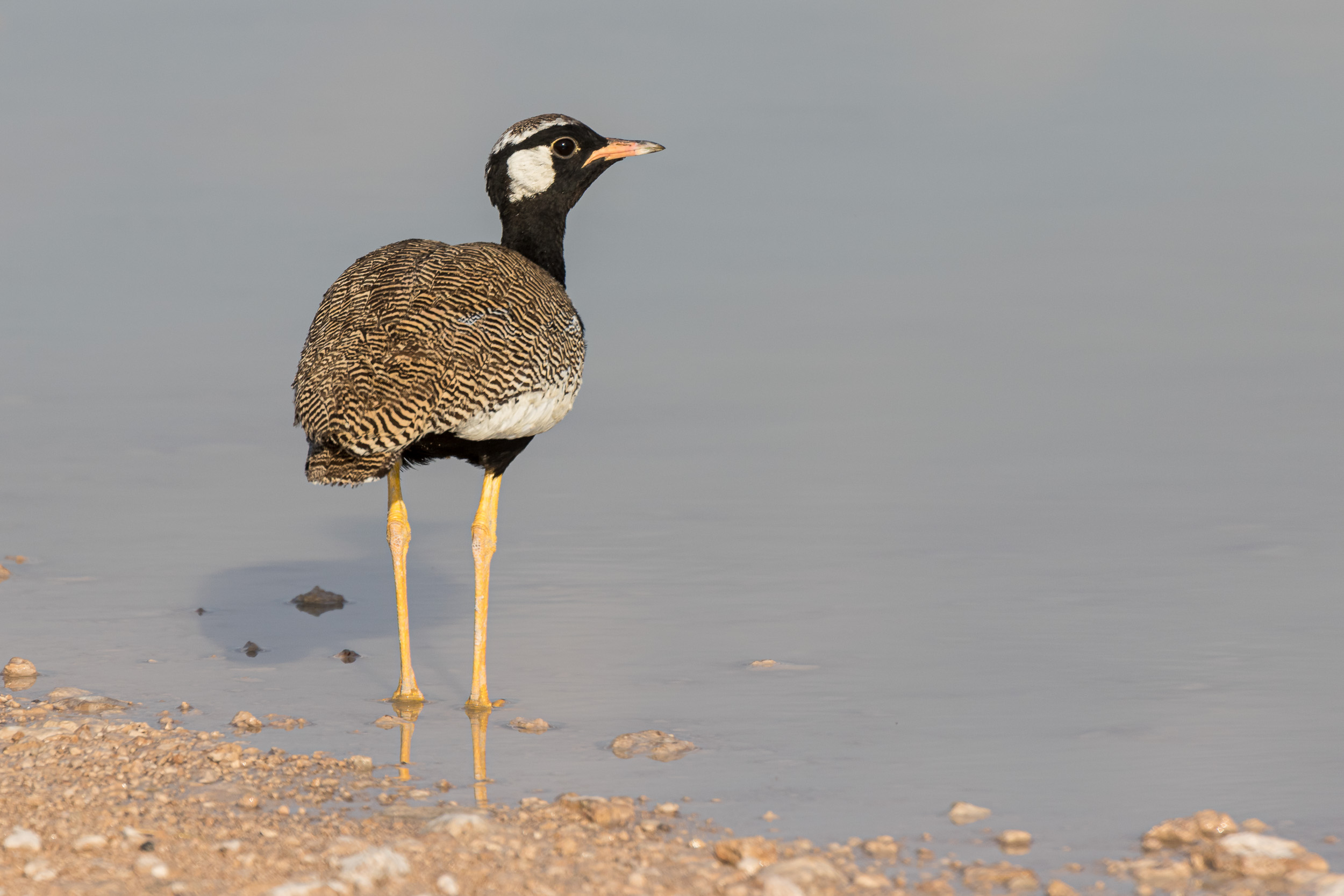 Etosha, Mega, Namibia