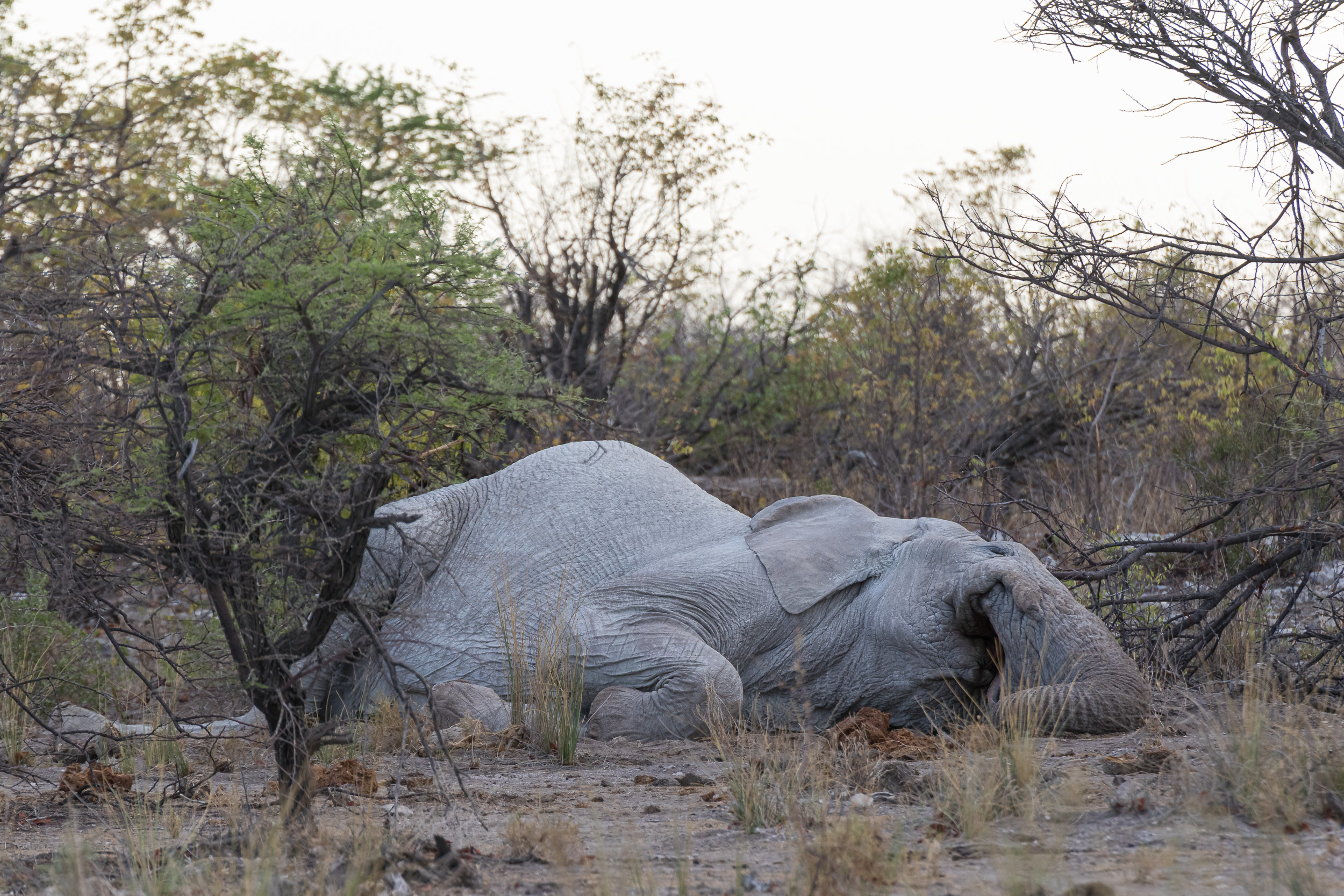Etosha, Mega, Namibia