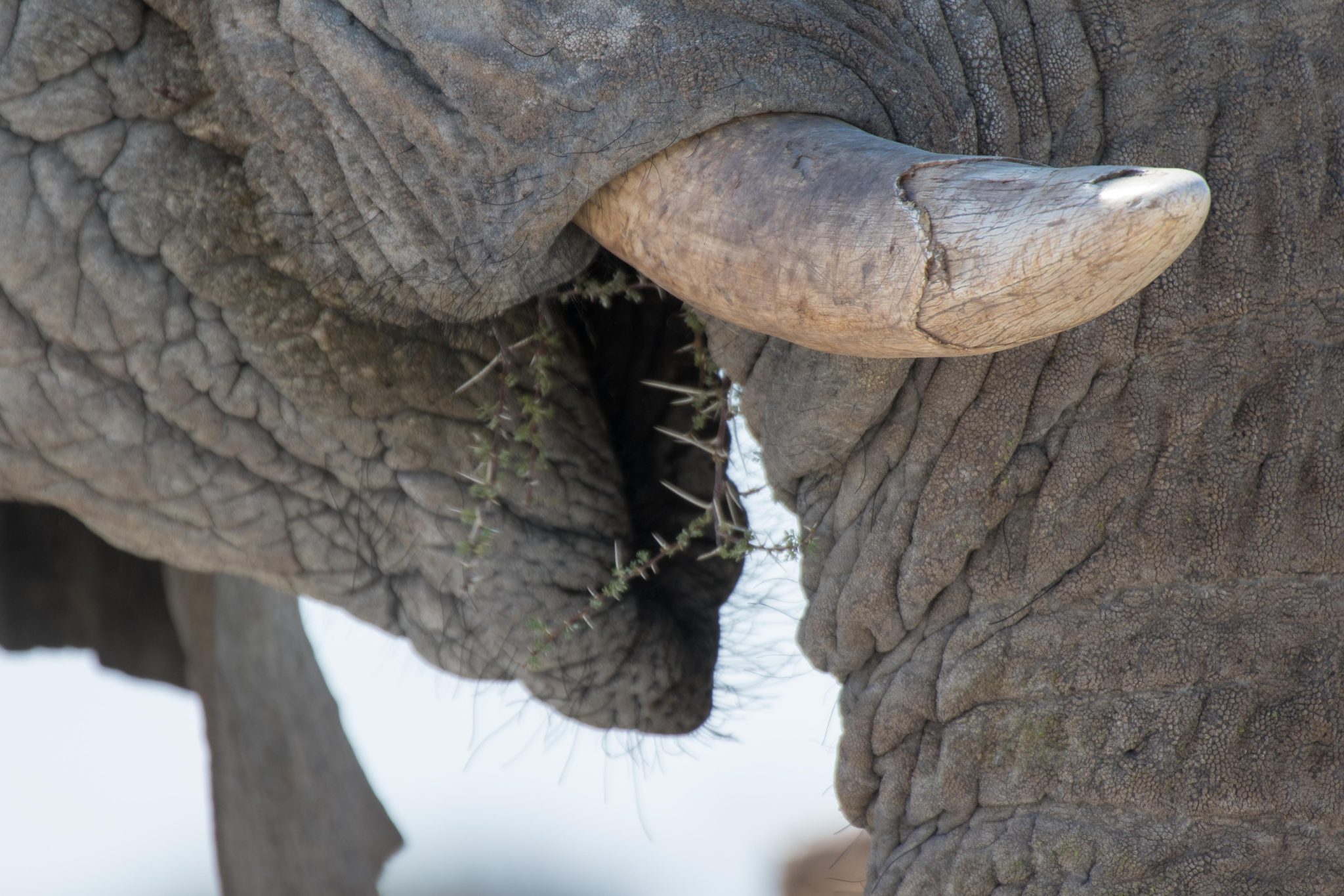 An elephant eating acacia in Etosha