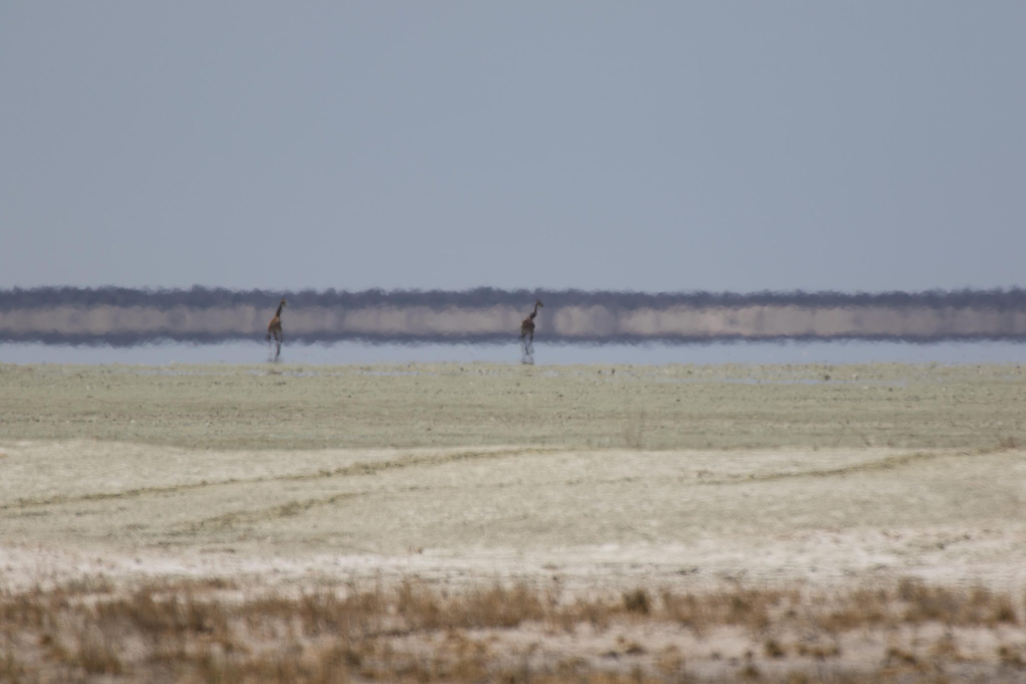 Giraffes on the large salt pan in Etosha National Park