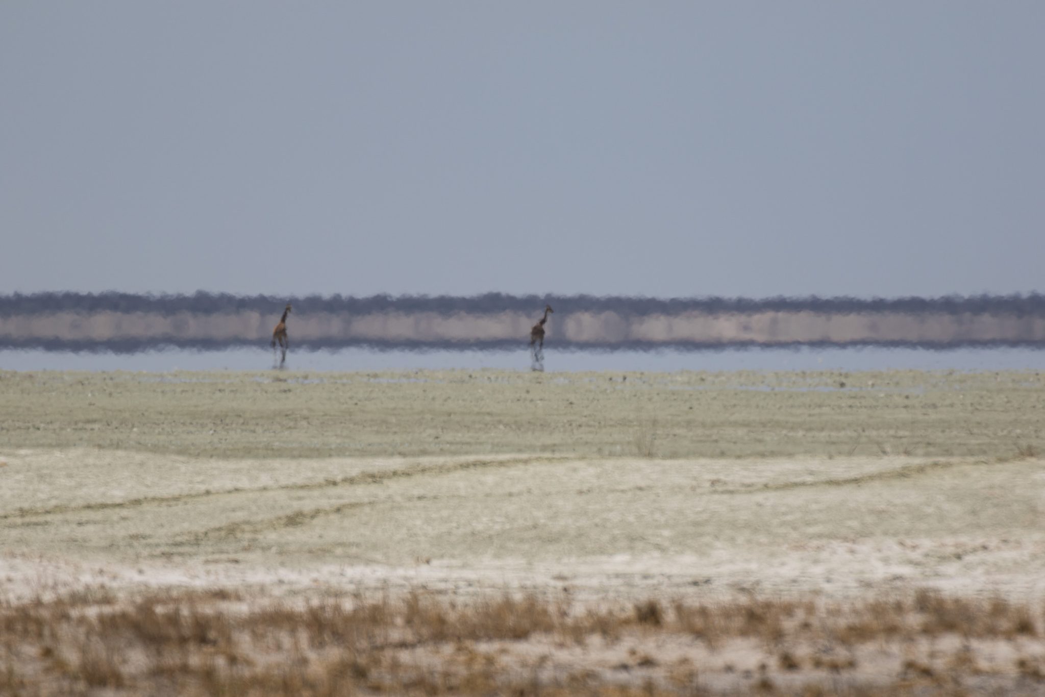 Etosha, Mega, Namibia