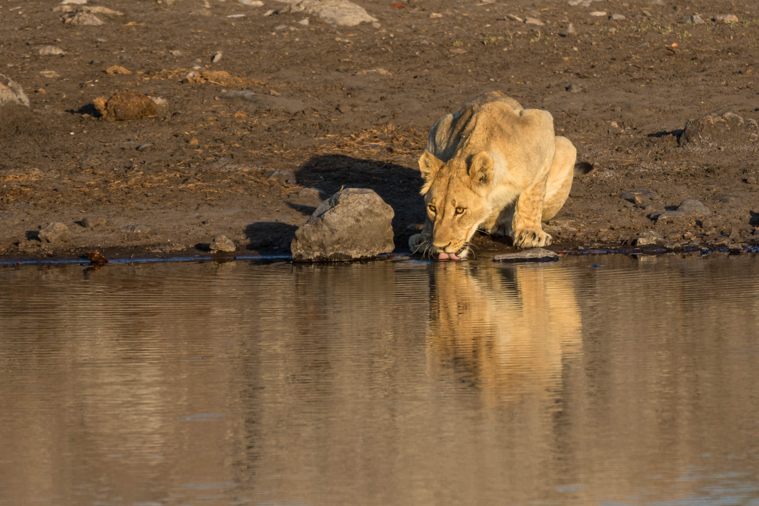 Etosha, Mega, Namibia
