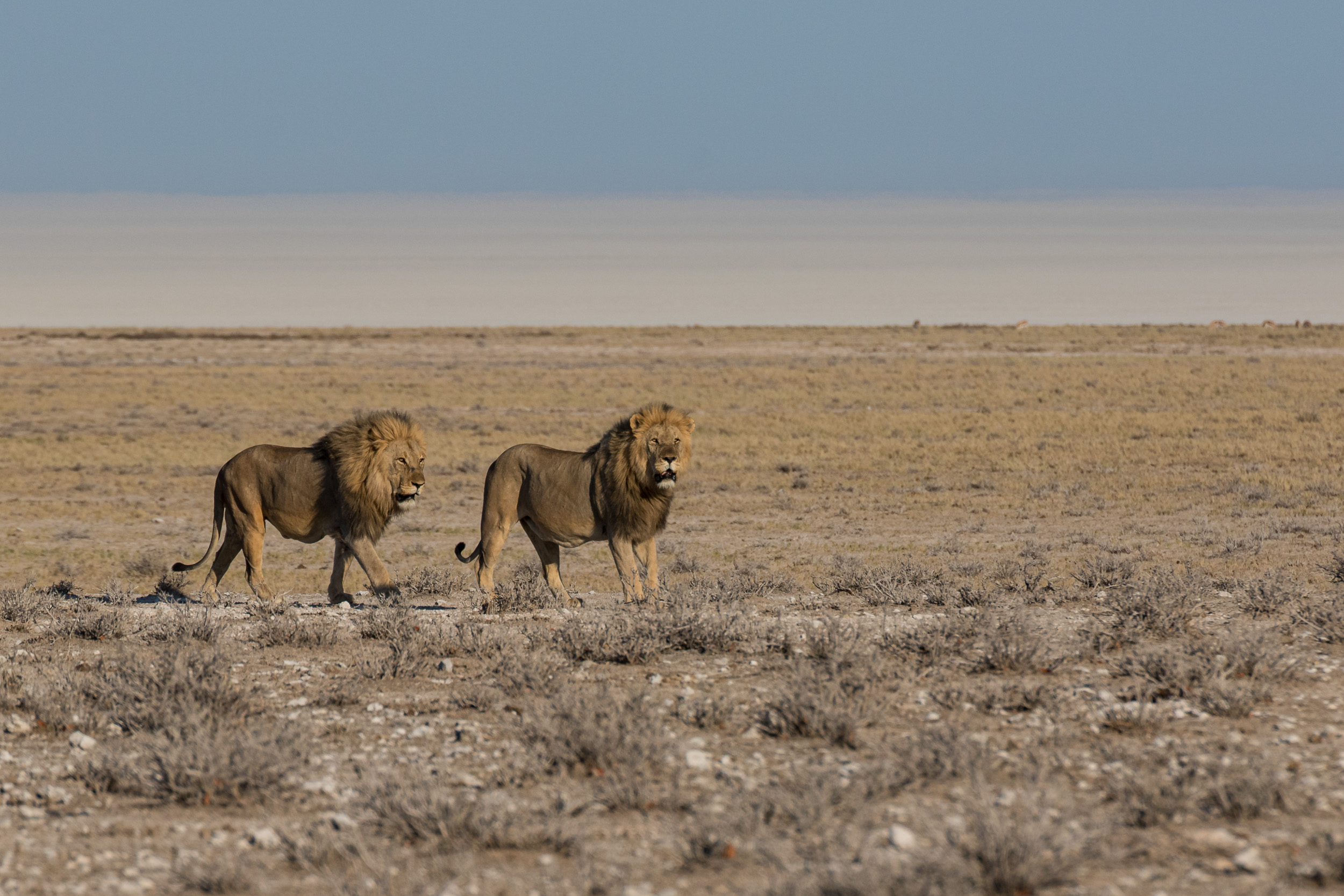 Etosha, Mega, Namibia