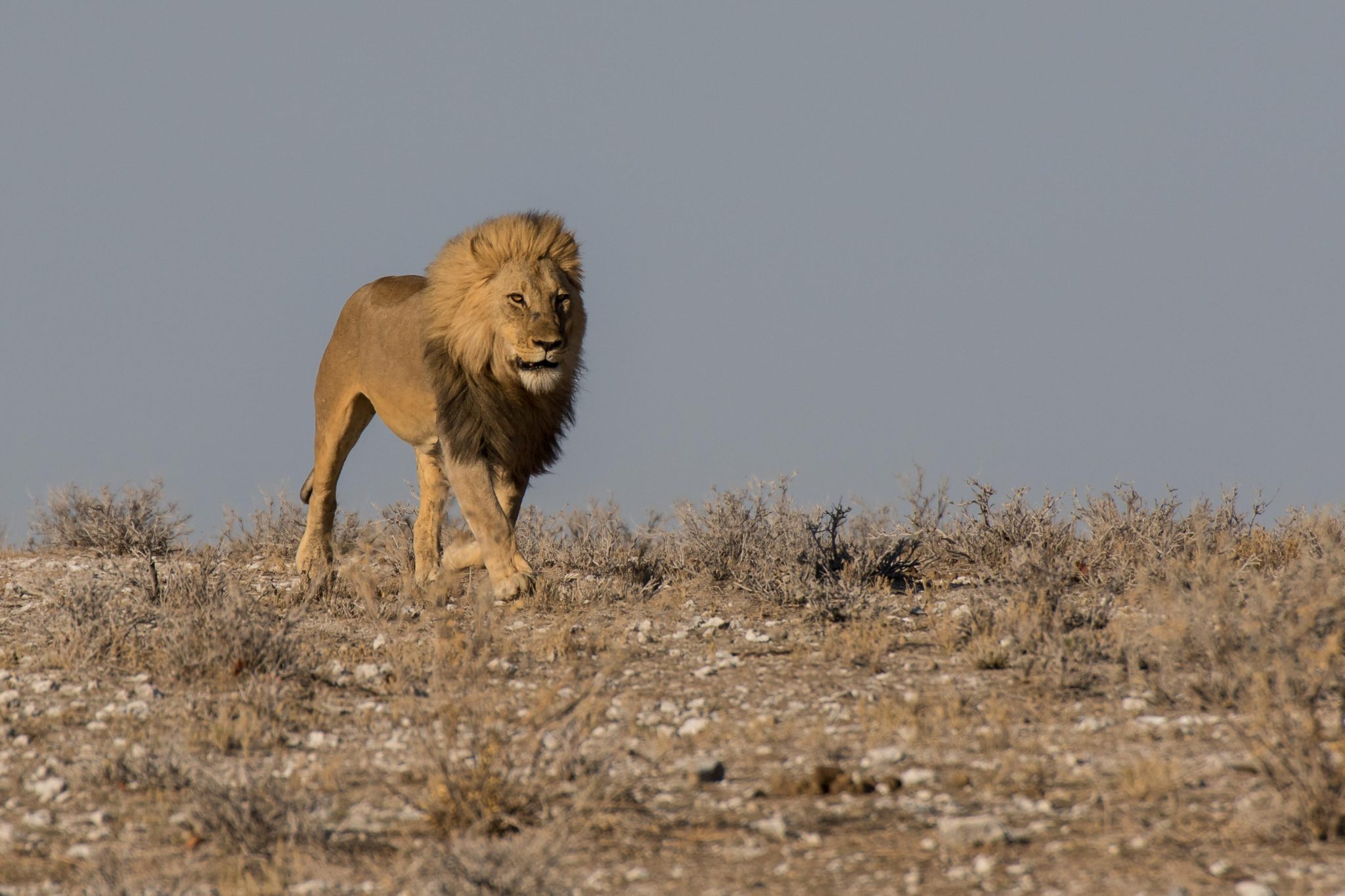 A male lion in Etosha National Park