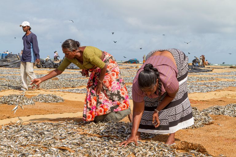 Negombo fishery, Colombo, Sri Lanka