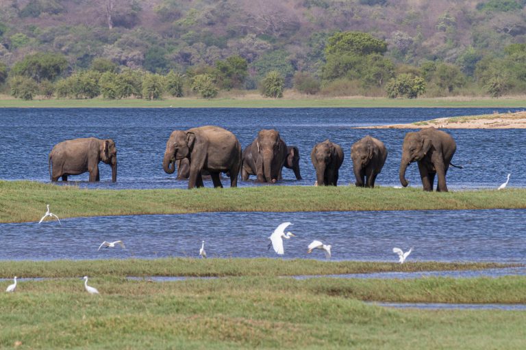 Minneriya National Park – Sri Lanka