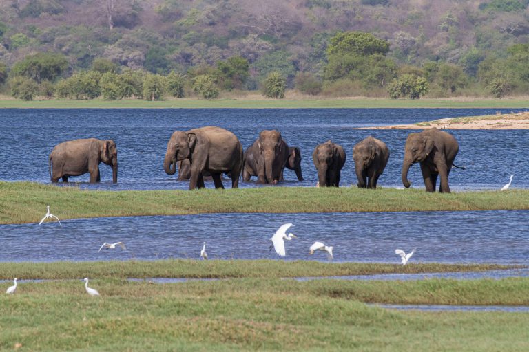 Animals, Elephant, Flagged, Minneriya National Park, Sri Lanka, Wildlife