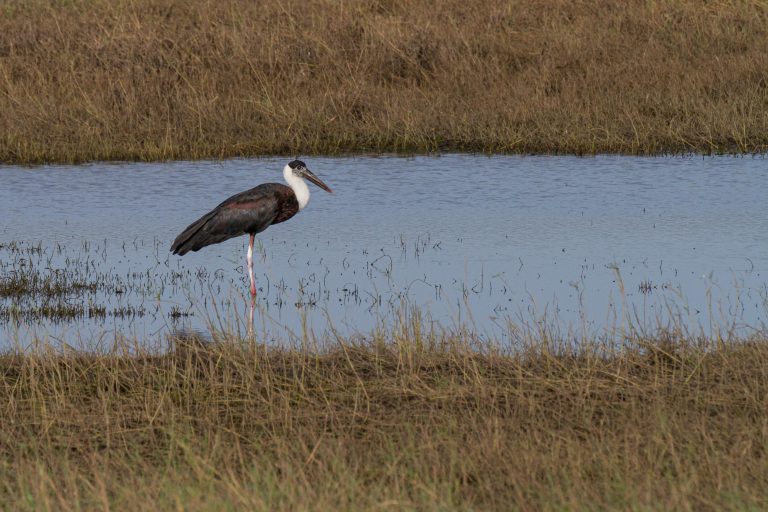 Kaudulla National Park – Sri Lanka