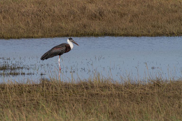 Animals, Birds, Flagged, Kaudulla National Park, Sri Lanka, Wildlife, Wooly Necked Stork