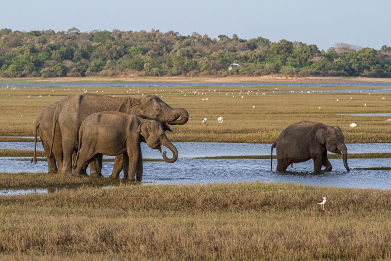 Animals, Elephant, Flagged, Kaudulla National Park, Label - Red, Pa&Ma, Sri Lanka, Wildlife