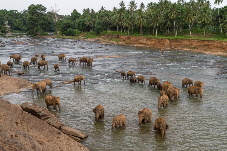 Pinnawela, Sri Lanka