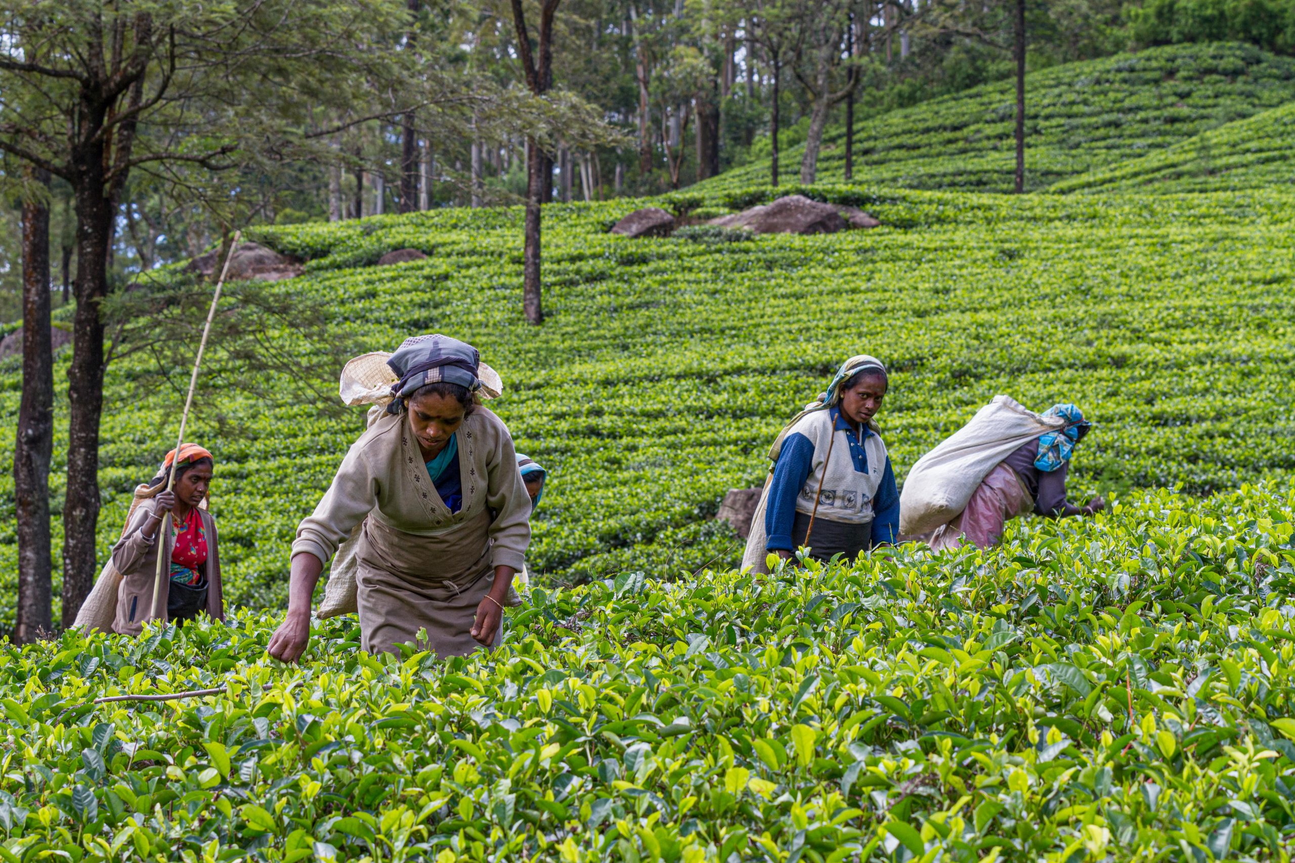 Harvest in the tea plantations of Sri Lanka