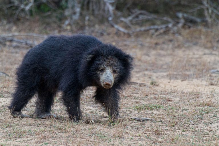 Animals, Flagged, Sloth Bear, Sri Lanka, Wildlife, Yala National Park