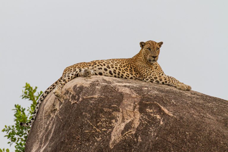Animals, Flagged, Label - Red, Leopard, Pa&Ma, Sri Lanka, Wildlife, Yala National Park